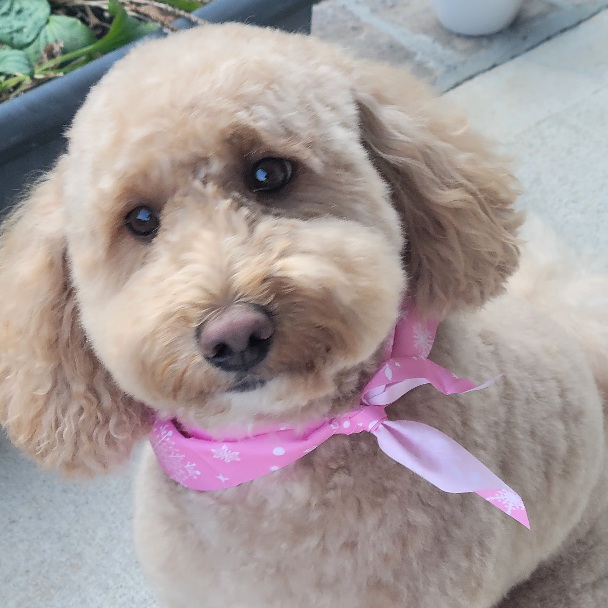 The Groomery Pensacola