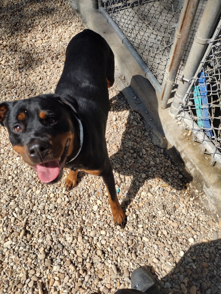 Davis Pet Hotel & Spa Pensacola