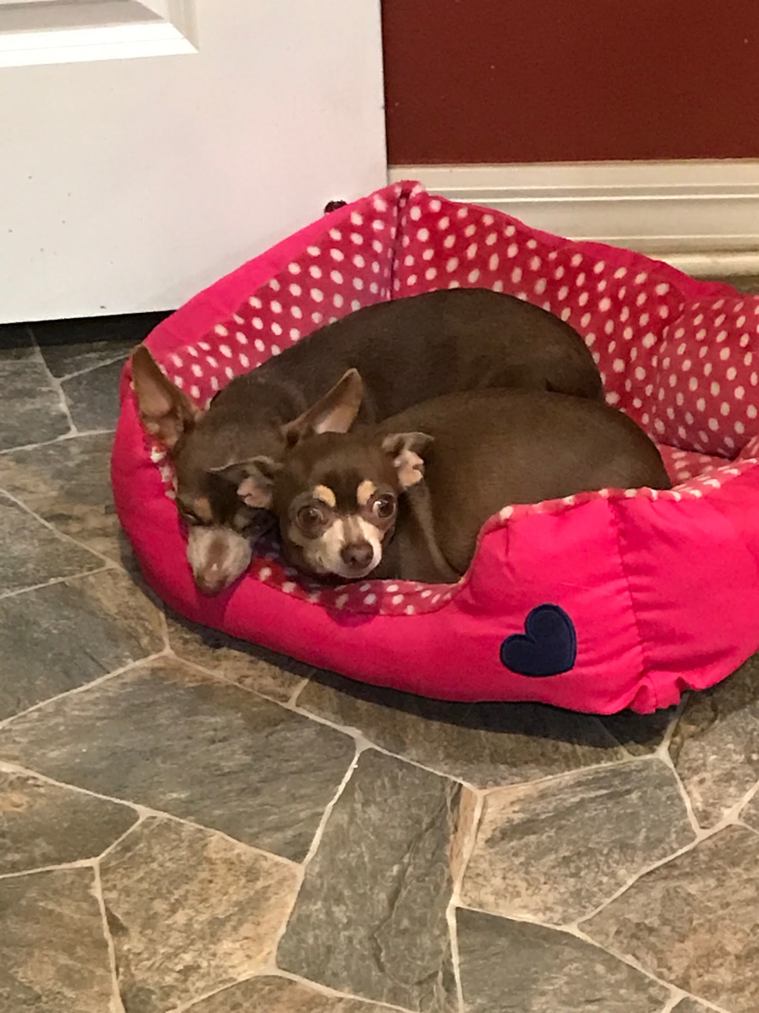 Luv'n Arms, LLC Pensacola