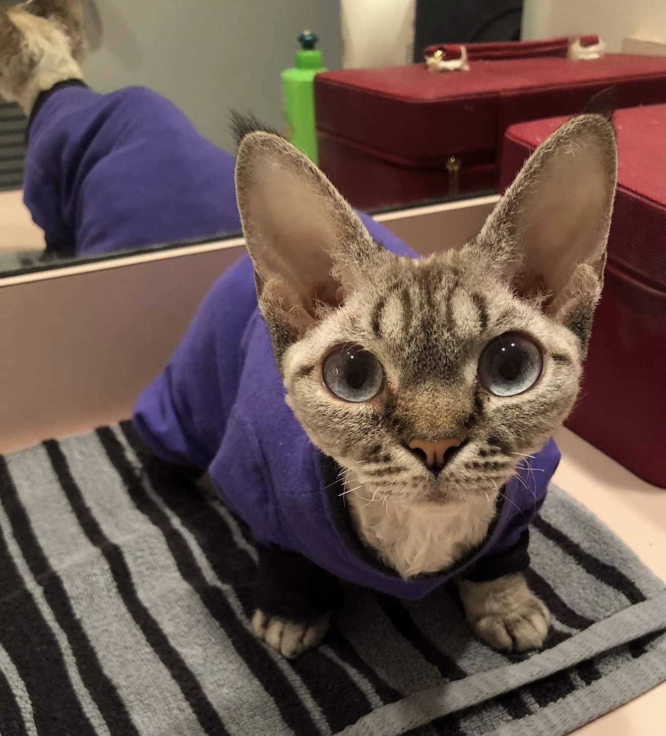 Fur Kids Allergy & Dermatology 320 E Cervantes St, Pensacola Florida 32501