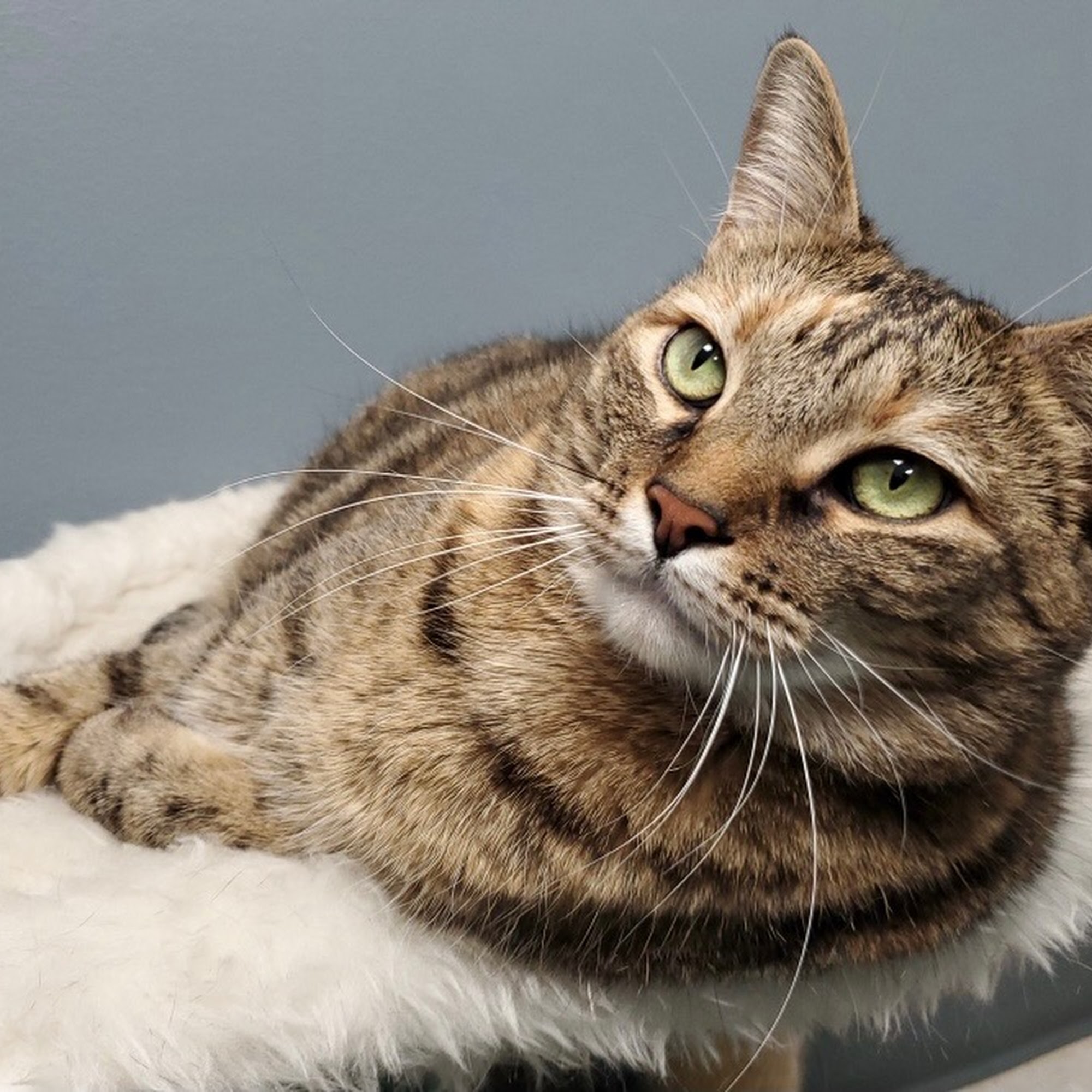 Miss Pearl's Bed & Biscuit