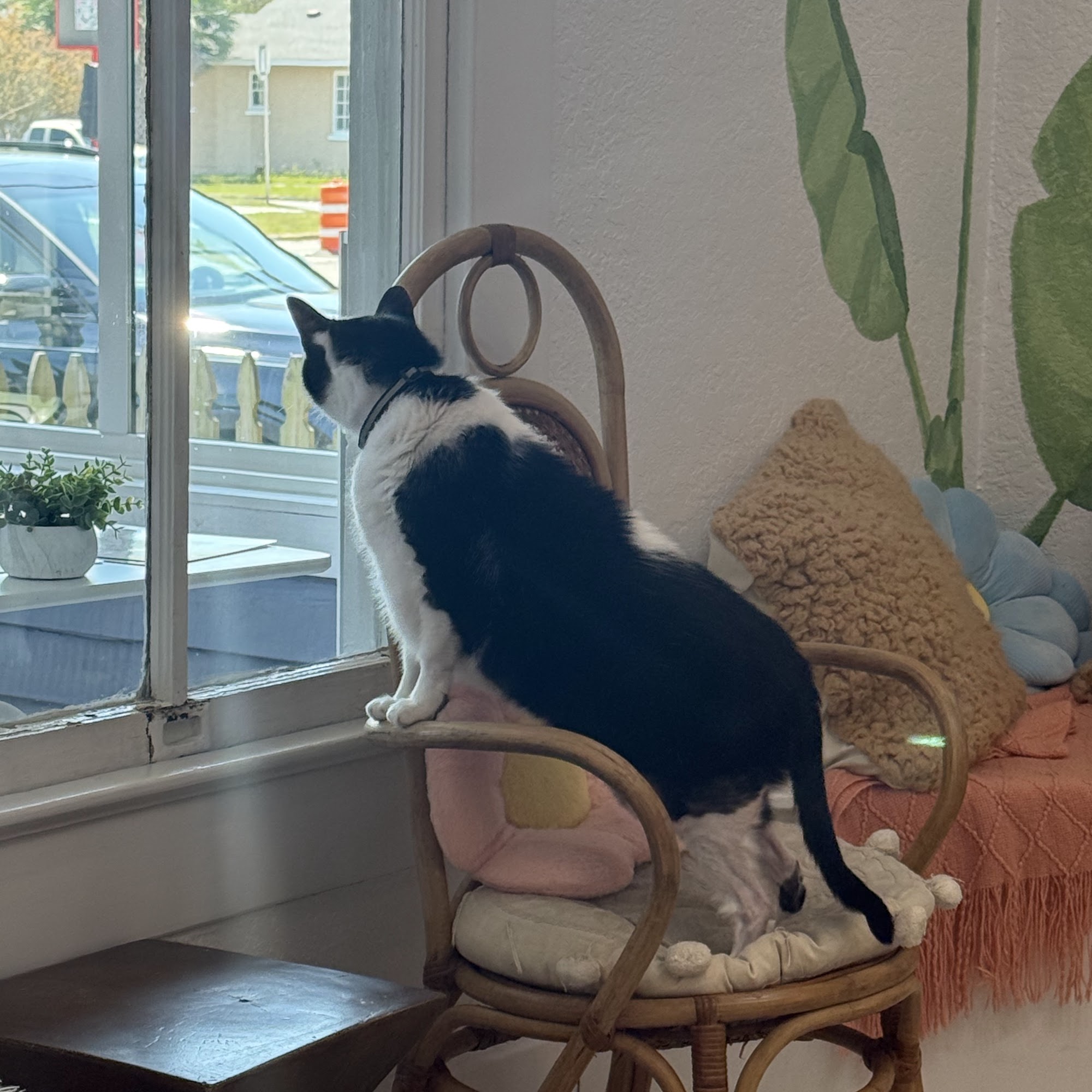 Coastal Cat Cafe Pensacola