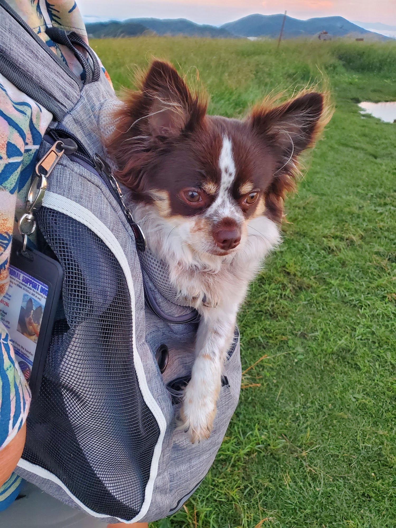 Beth's Pet Services Perry