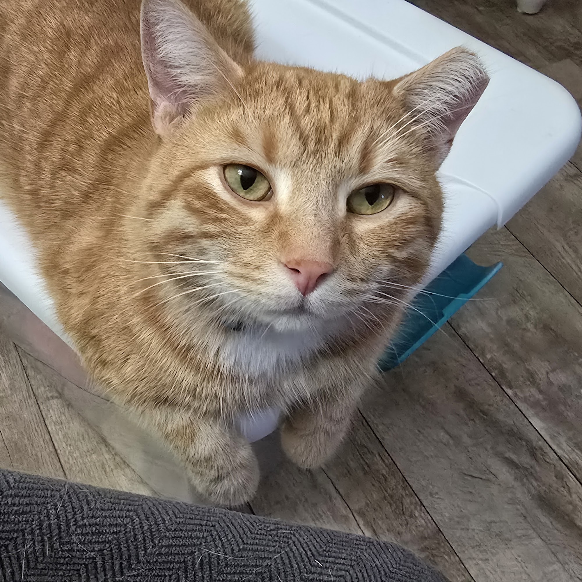 Perry Animal Hospital Perry