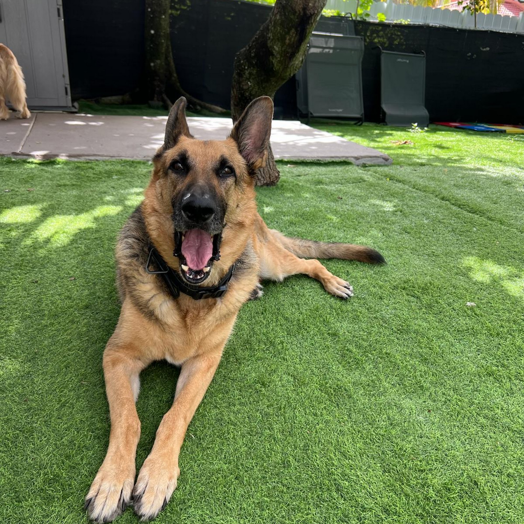 Scenthound Pinecrest