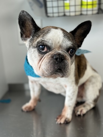 Scenthound Pinecrest