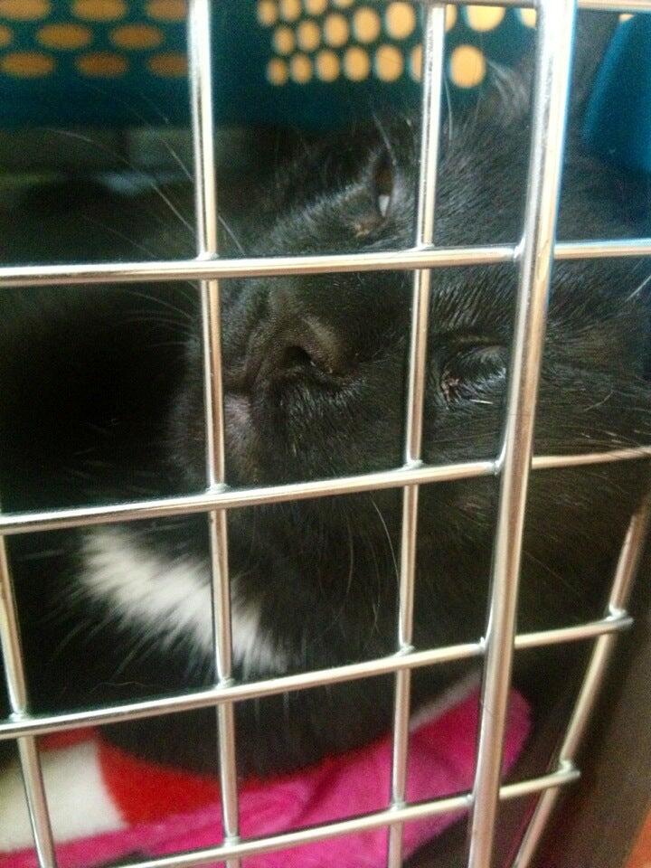 SPOT Spay & Neuter Clinic Pinellas Park