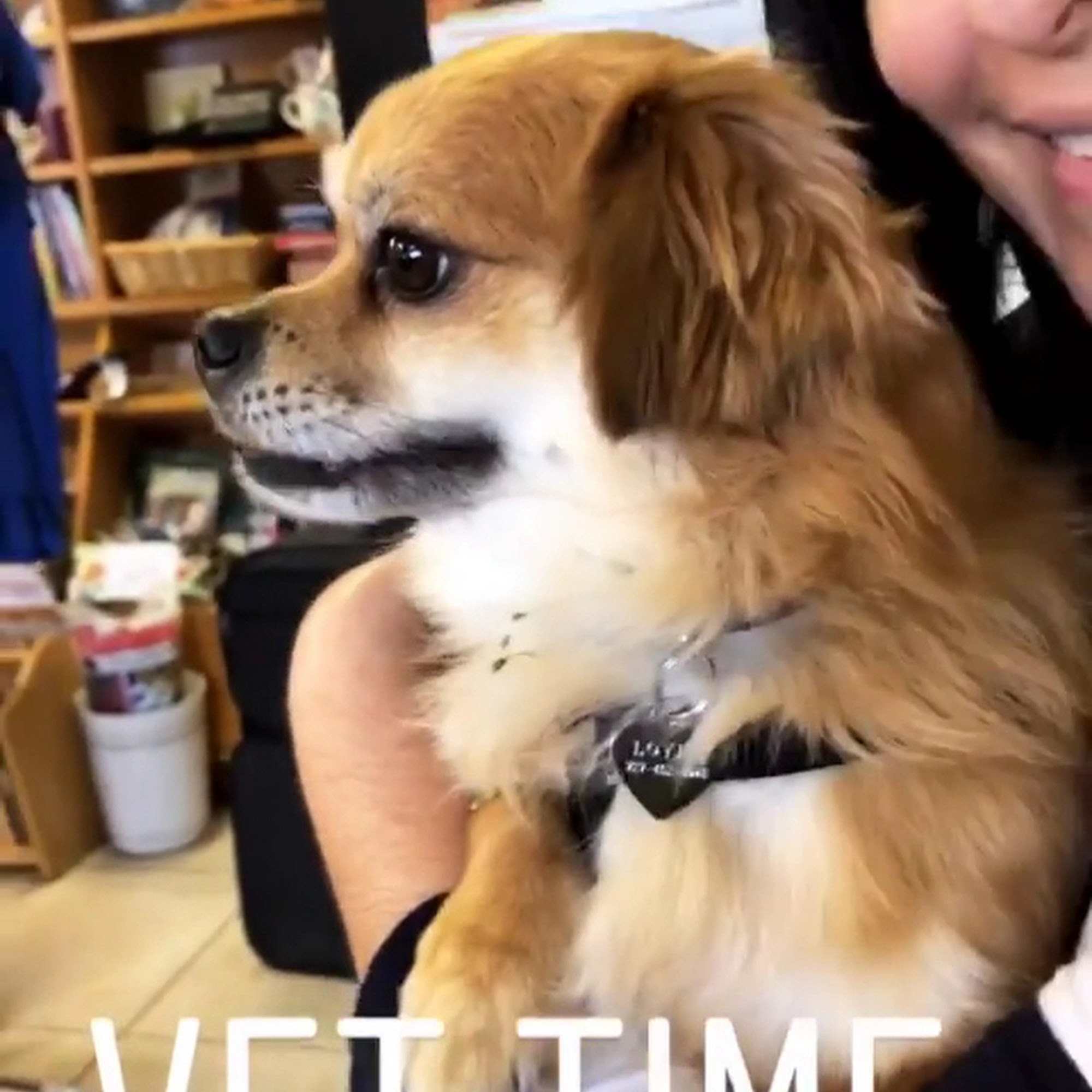 SPOT Spay & Neuter Clinic Pinellas Park