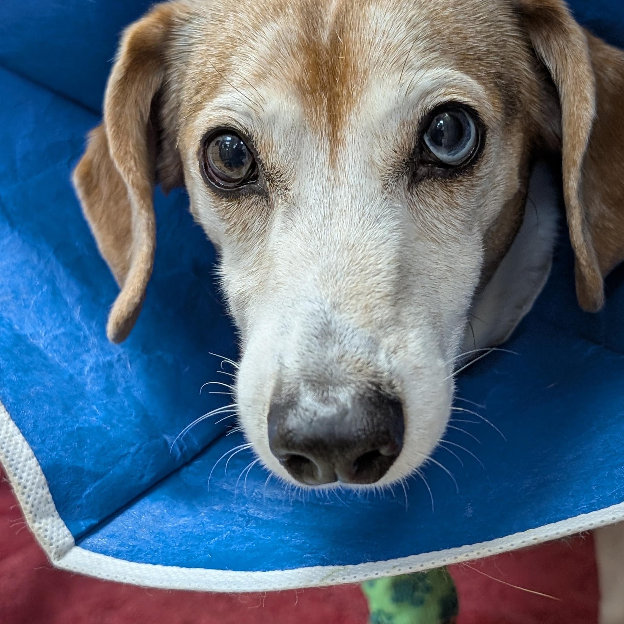 Pinellas Animal Hospital Pinellas Park