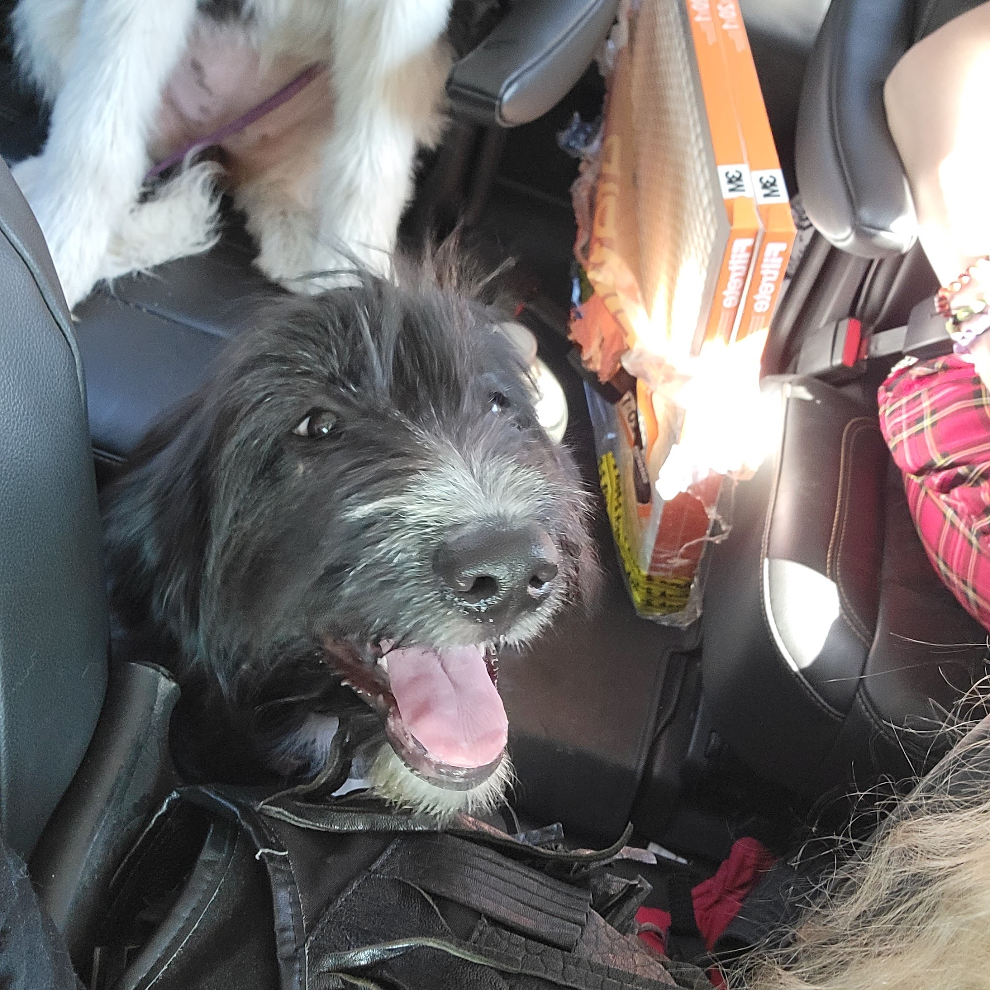 Animal Wellness Center-Plant City Plant City