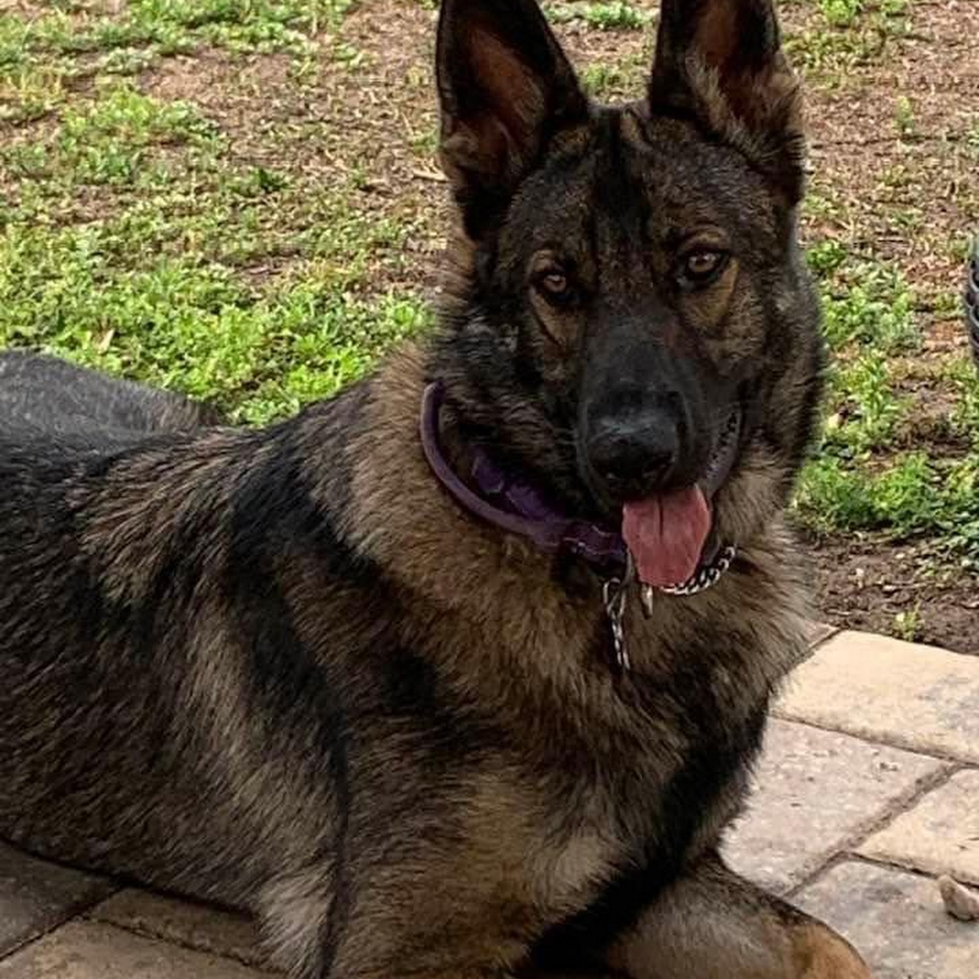 Walden Lake Animal Clinic Plant City