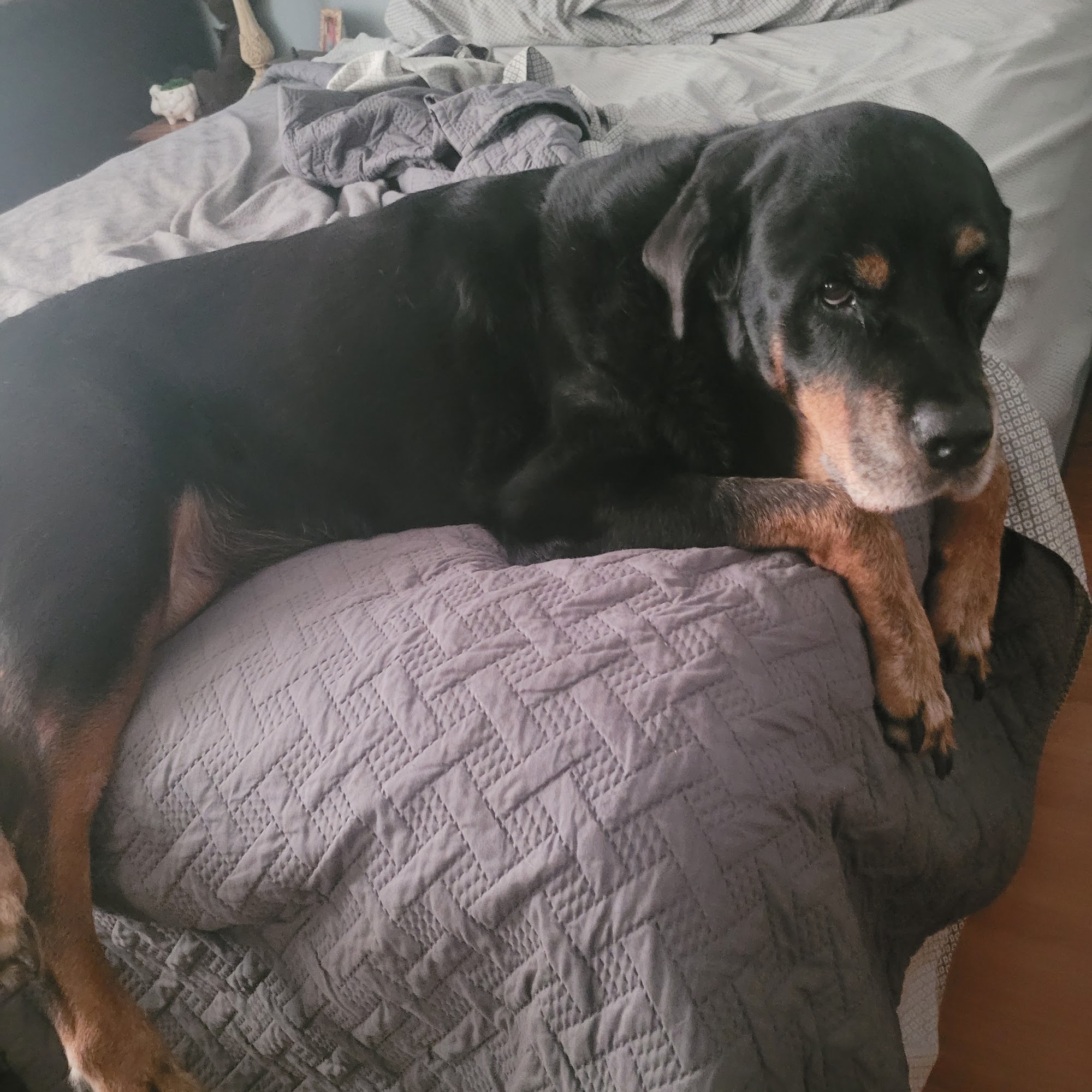 Berry Patch Animal Clinic Plant City