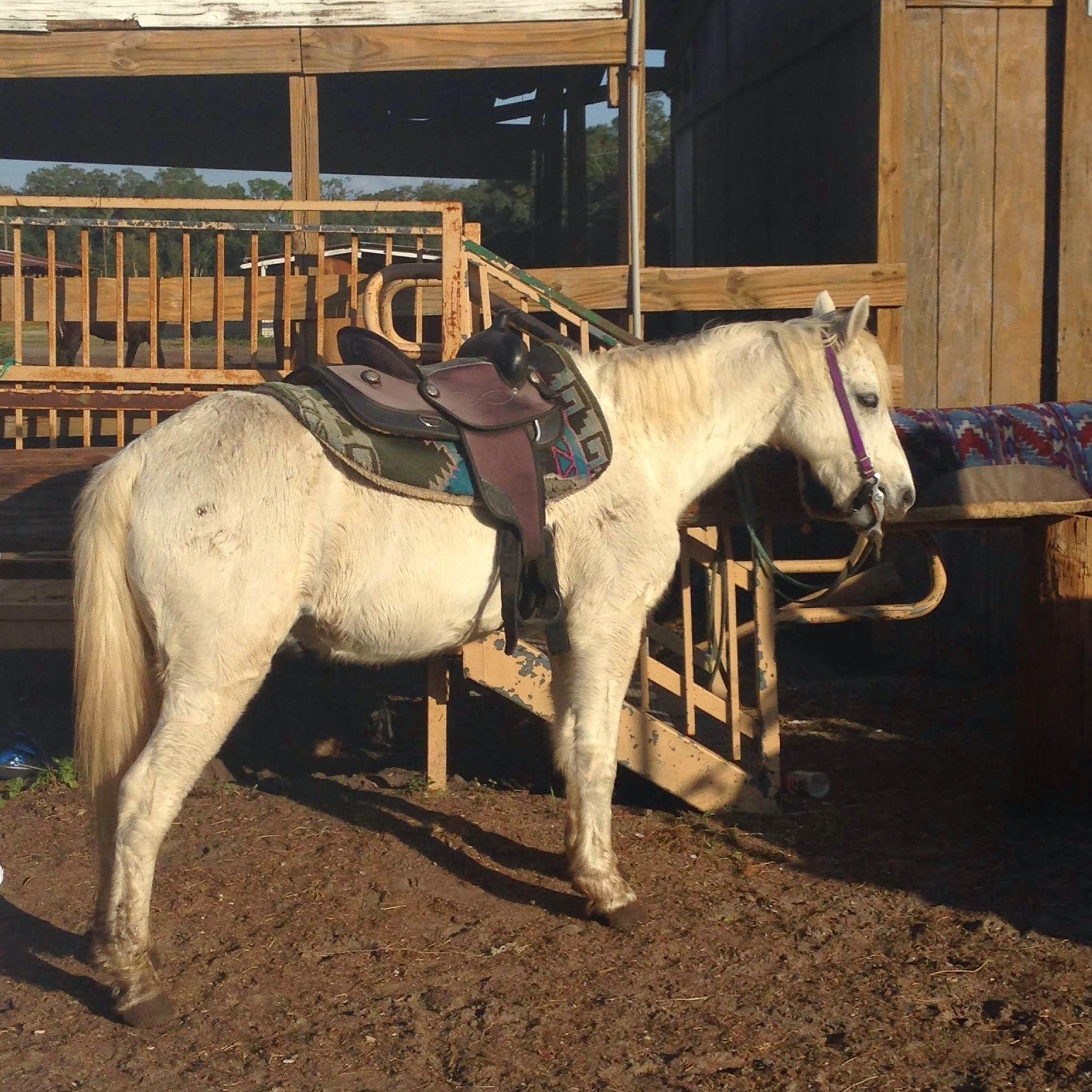 Country Animal Clinic Plant City