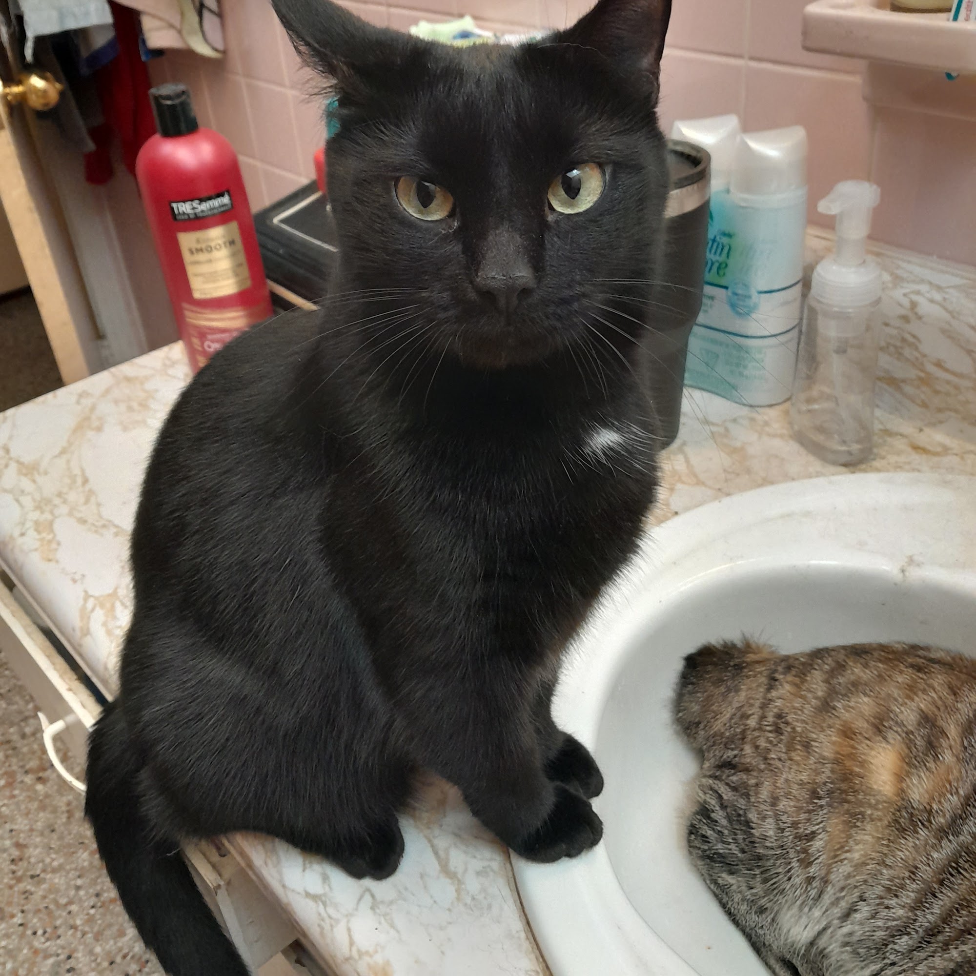 Turkey Creek Animal Hospital Plant City