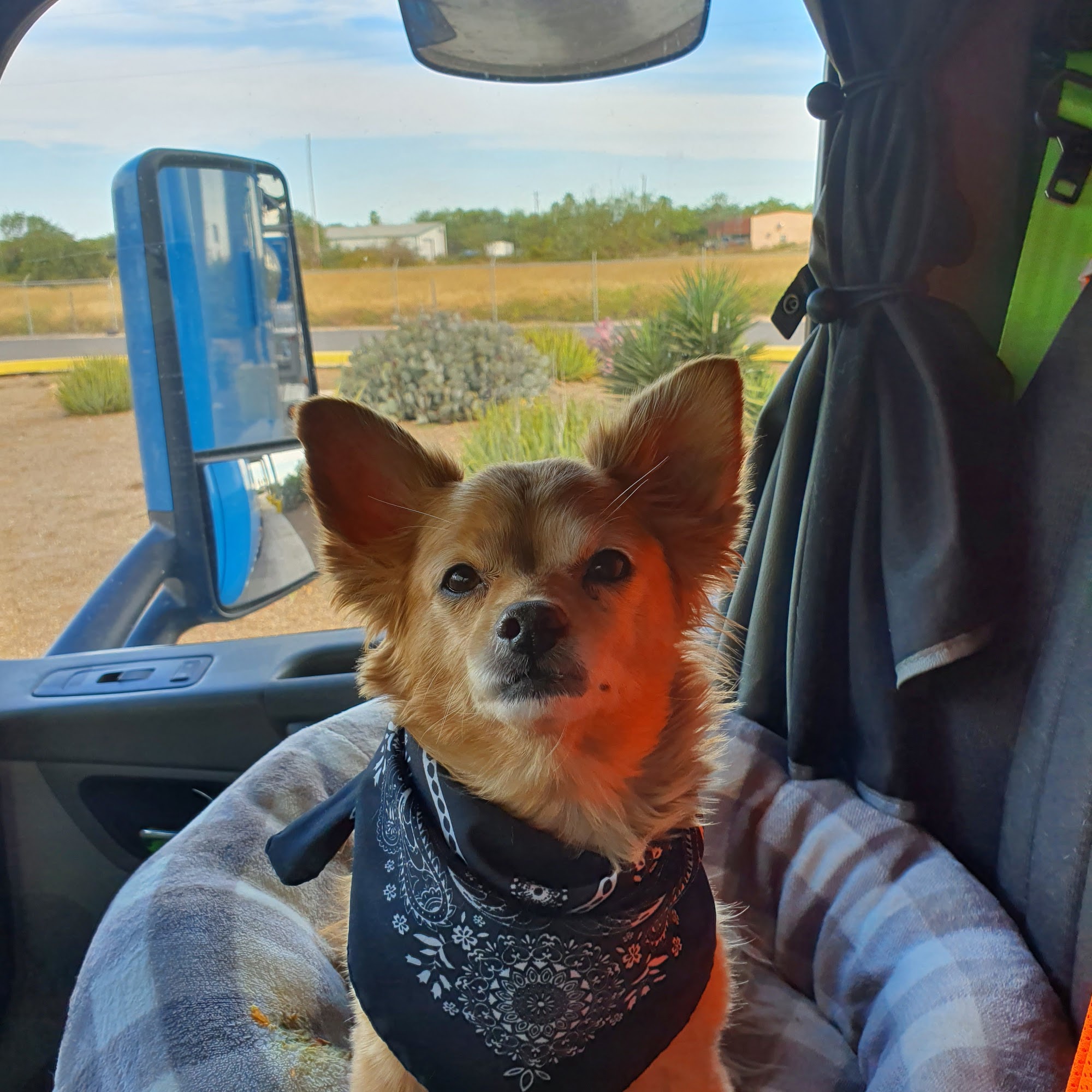 Plant City Animal Hospital: Britton Suzanne DVM Plant City