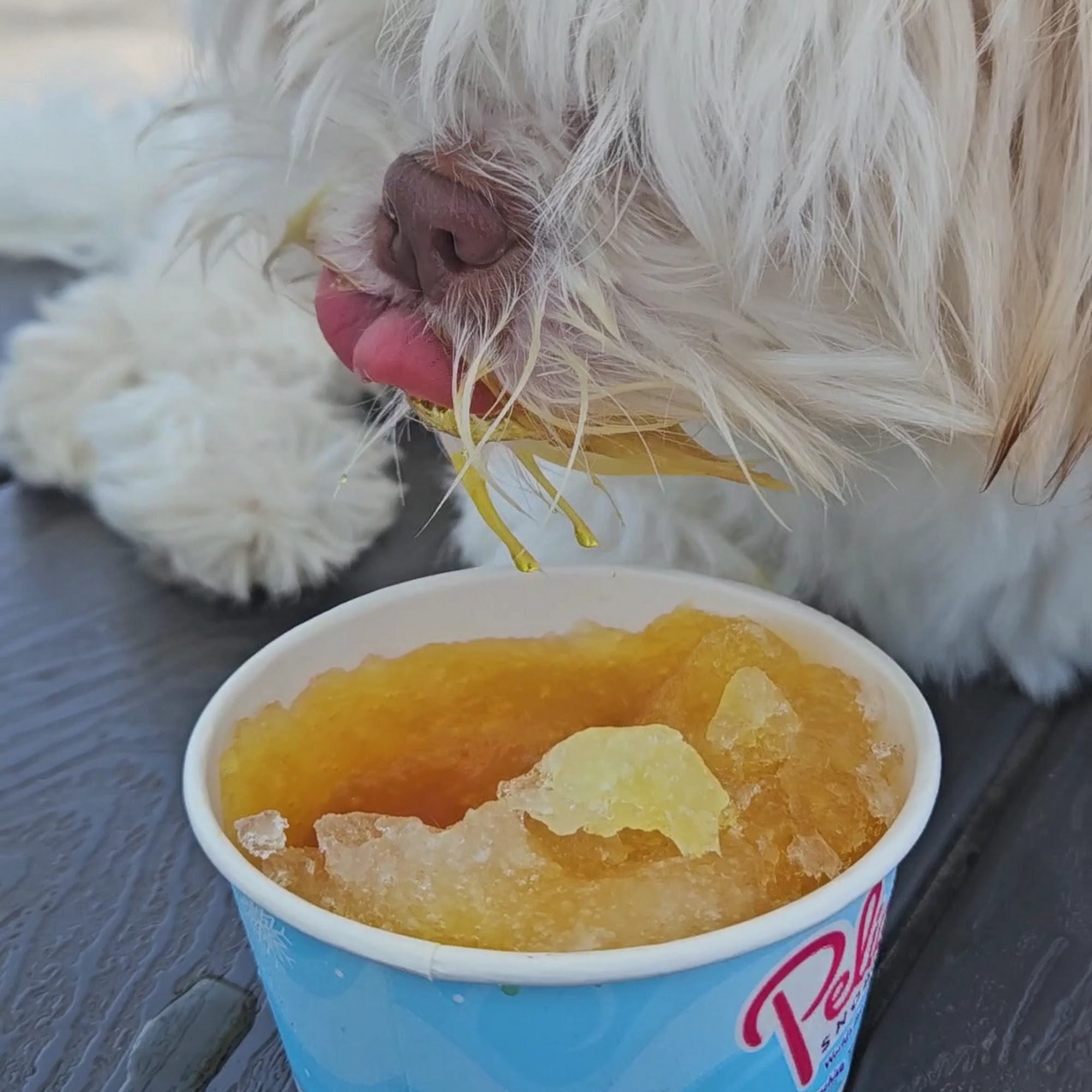 Pelican's SnoBalls Plant City