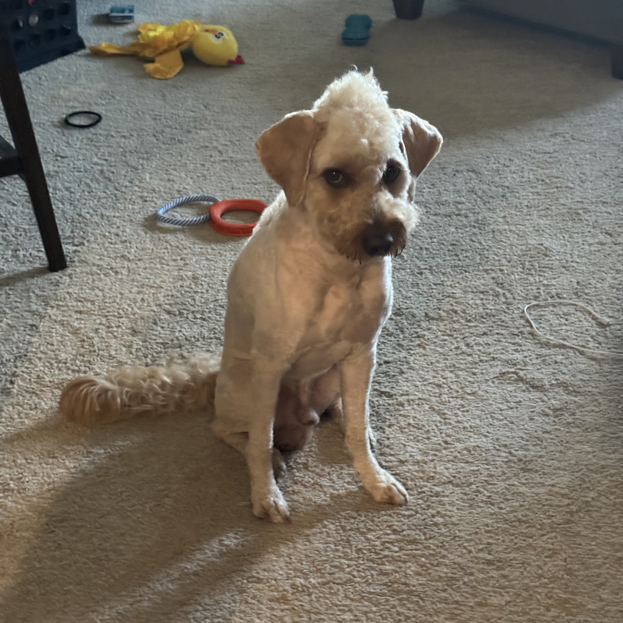 Shampooches Plant City