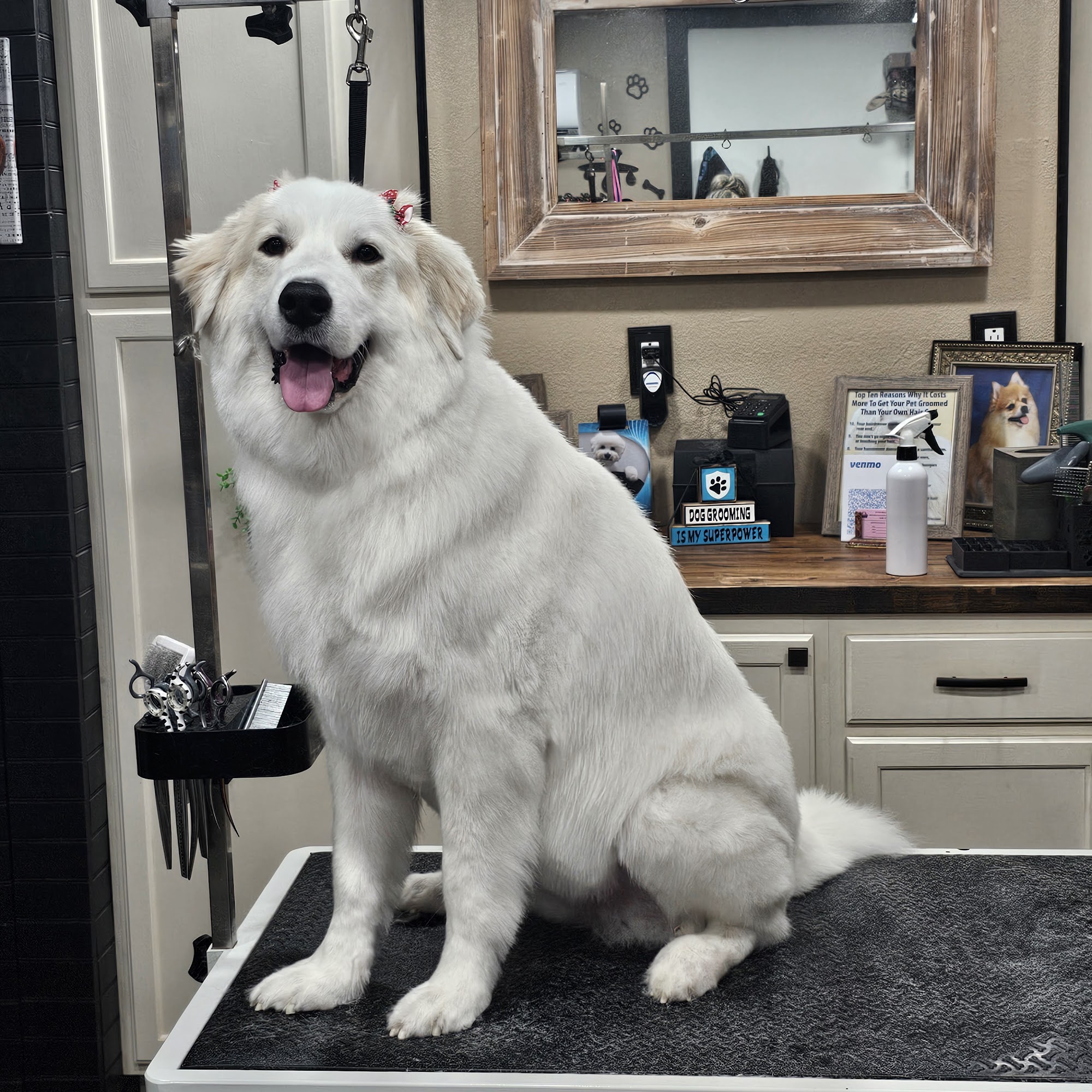 A Cut Above Pet Grooming Plant City