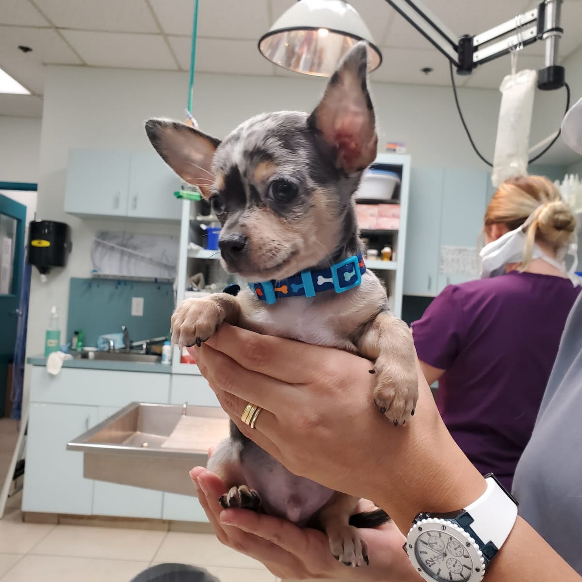 Nob Hill Animal Clinic Plantation