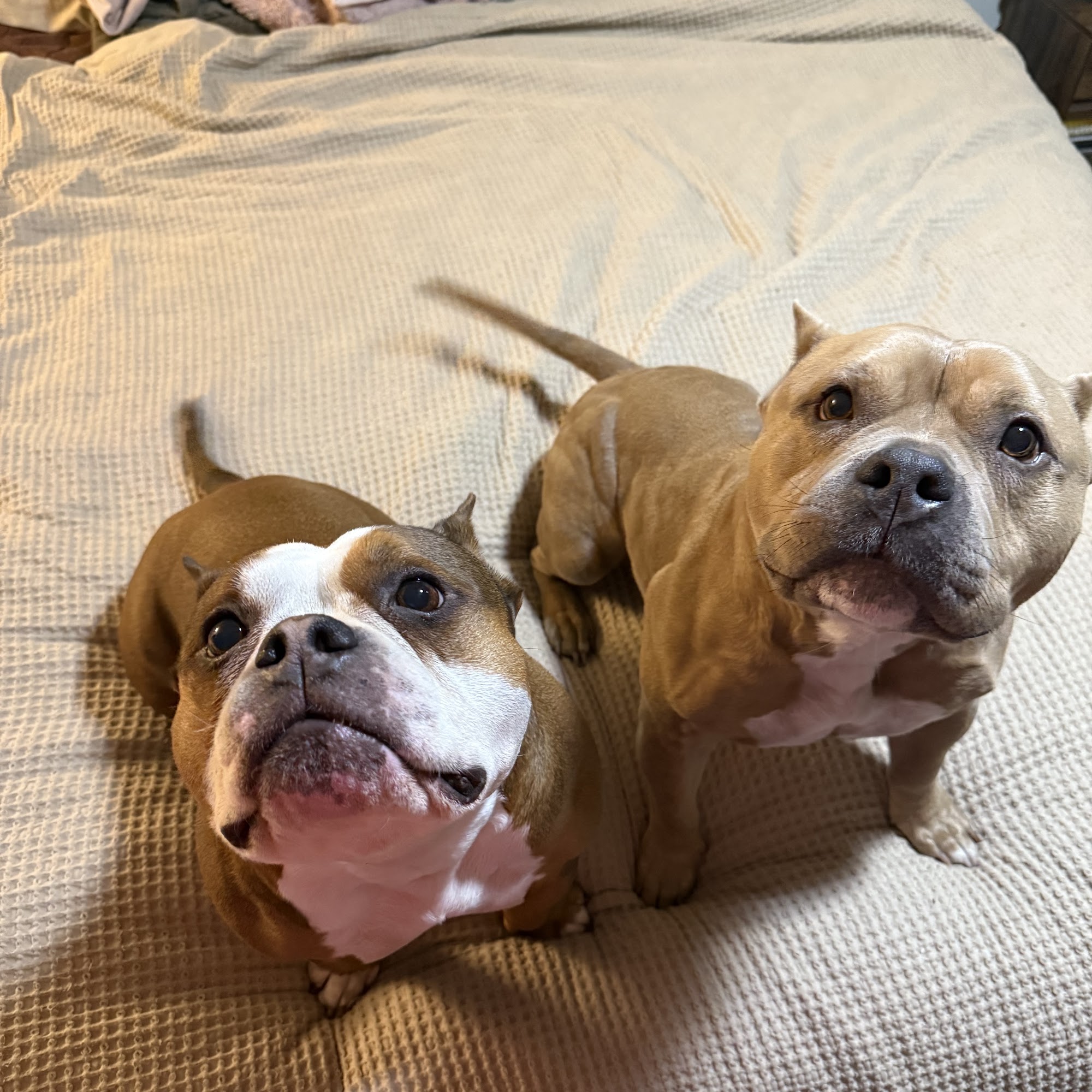 Plantation Midtown Animal Hospital Plantation