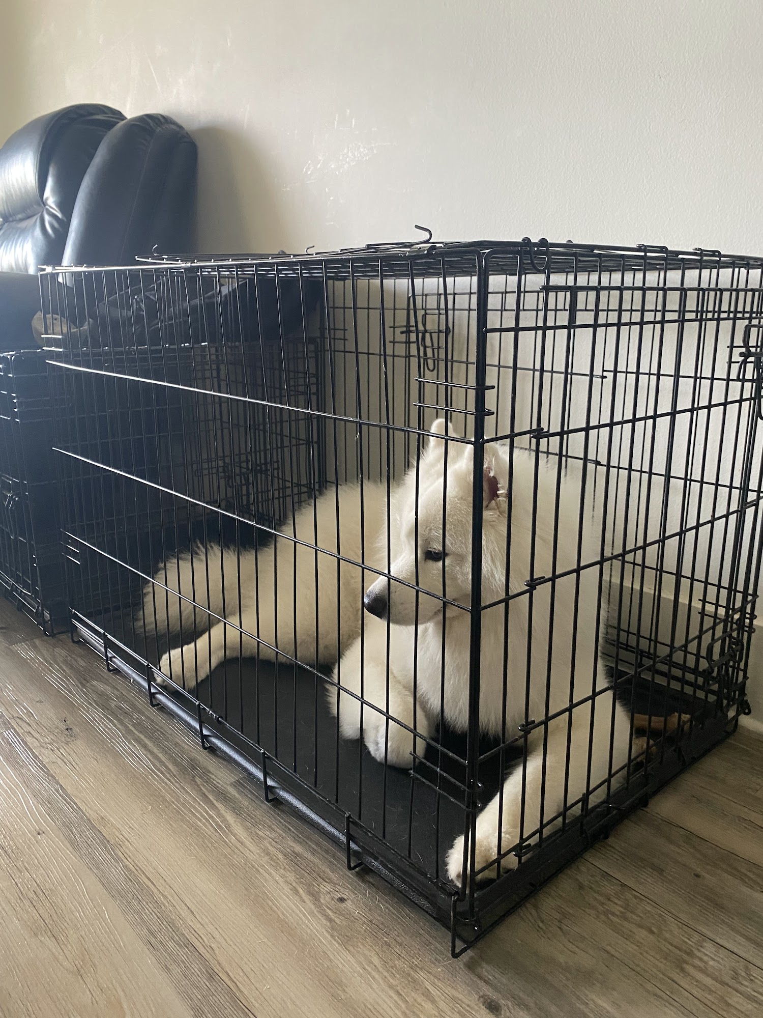 The Free K9 Plantation