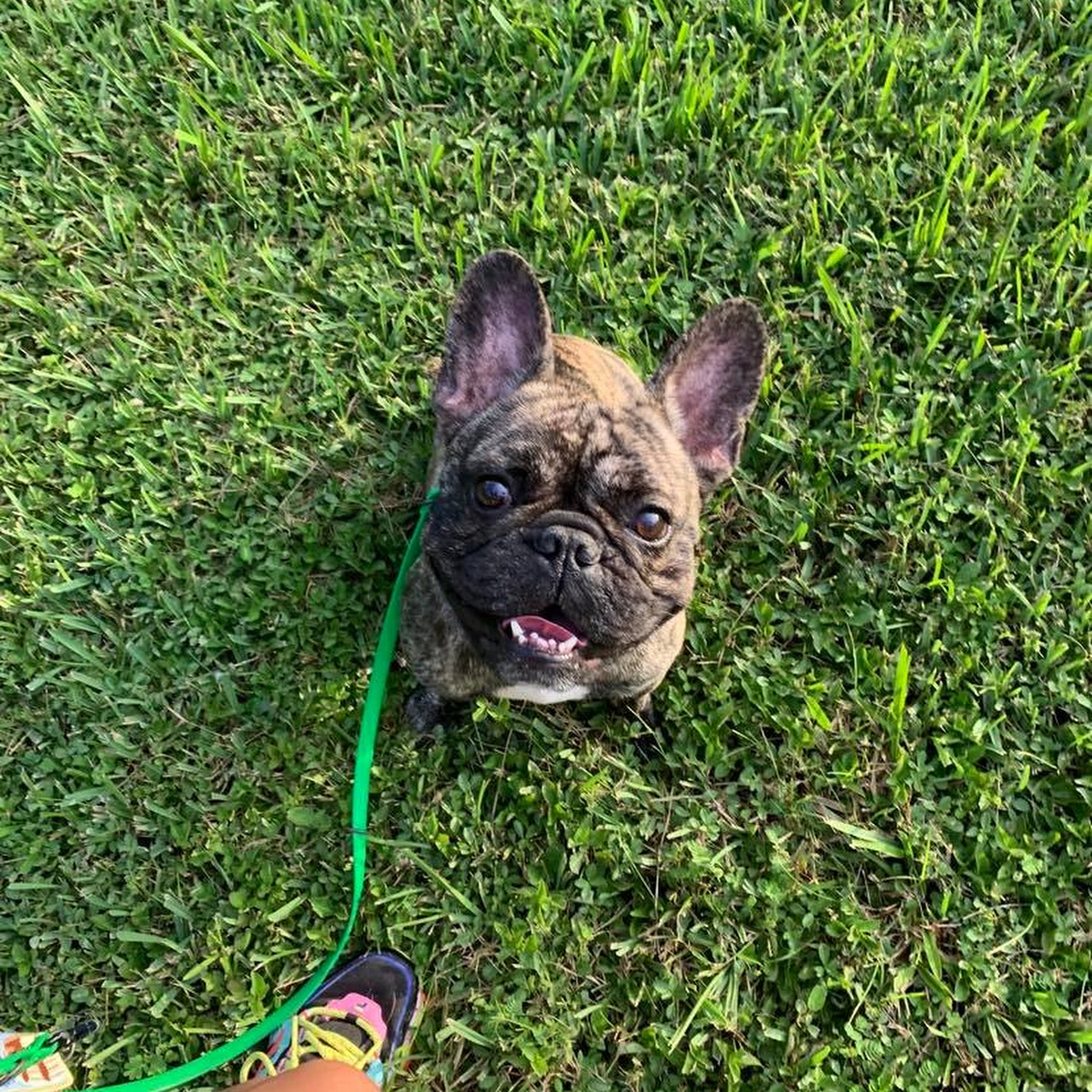 The Free K9 Plantation