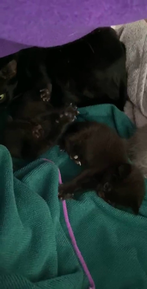 Premium Vet Care - Mobile Animal Hospital Plantation