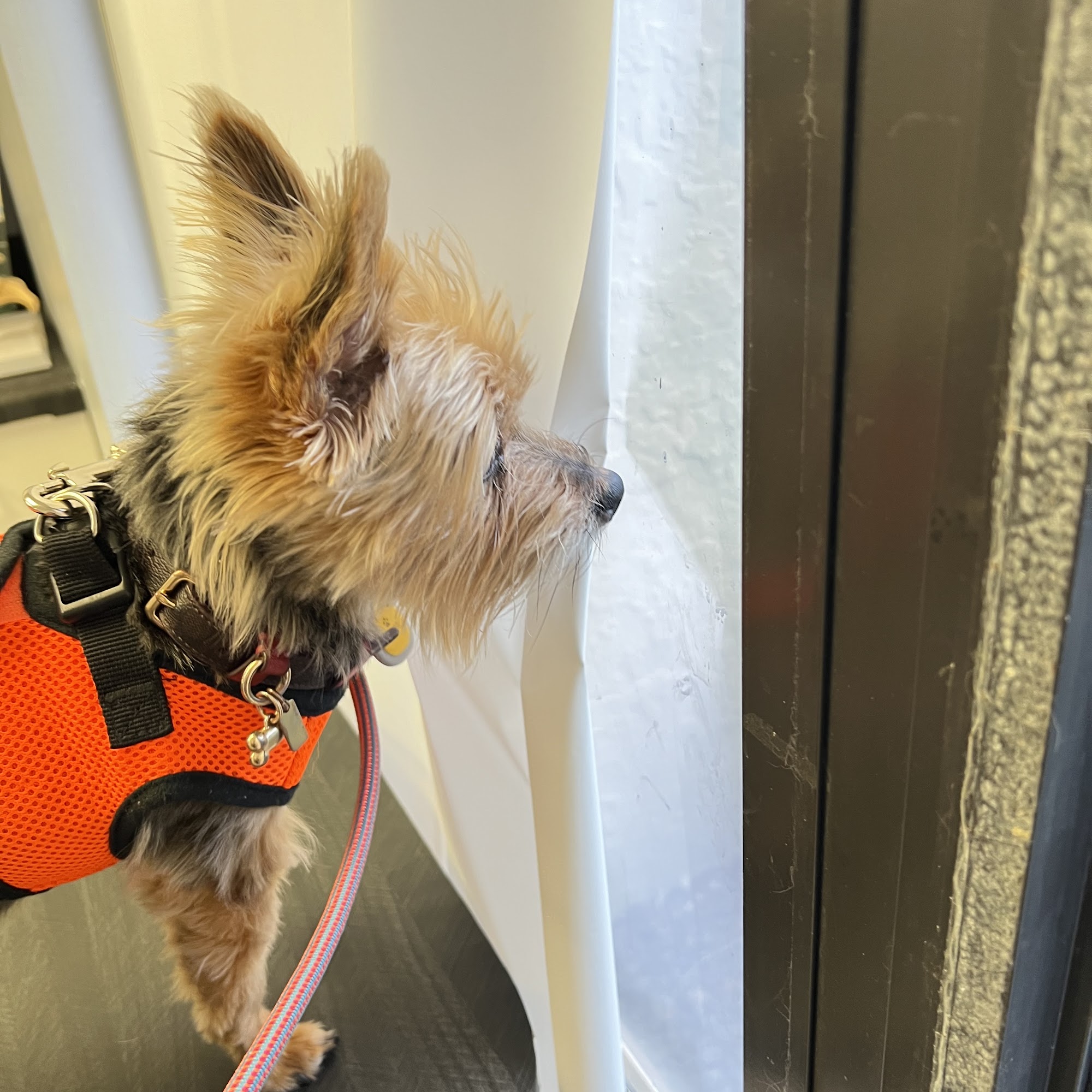 Poinciana Pet Clinic Poinciana