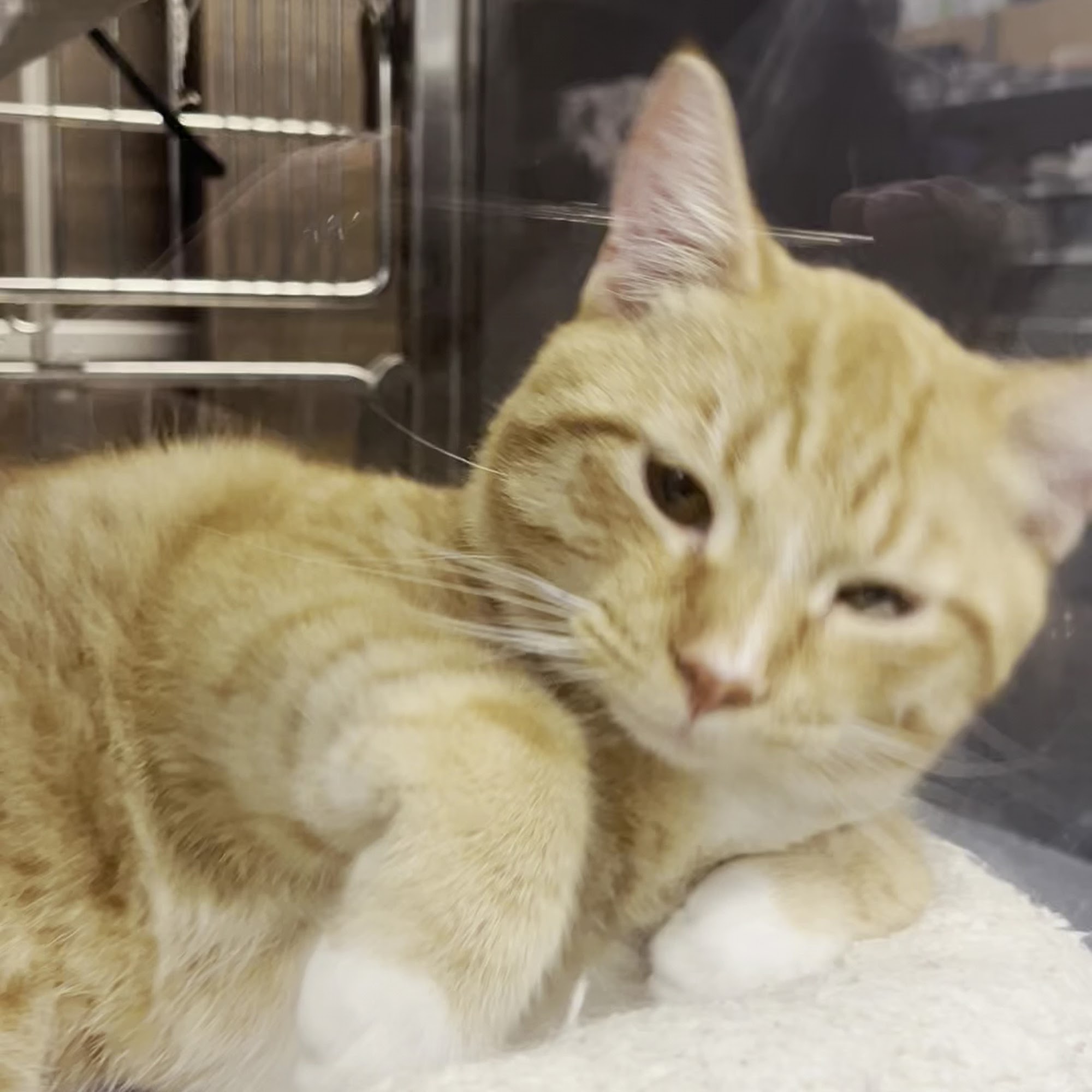 PetSmart Pompano Beach