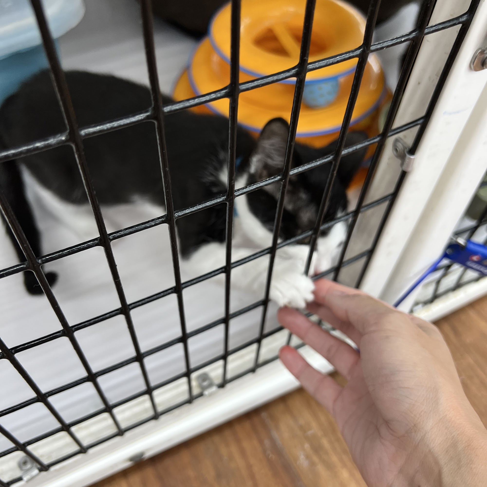 Pet Supermarket Pompano Beach