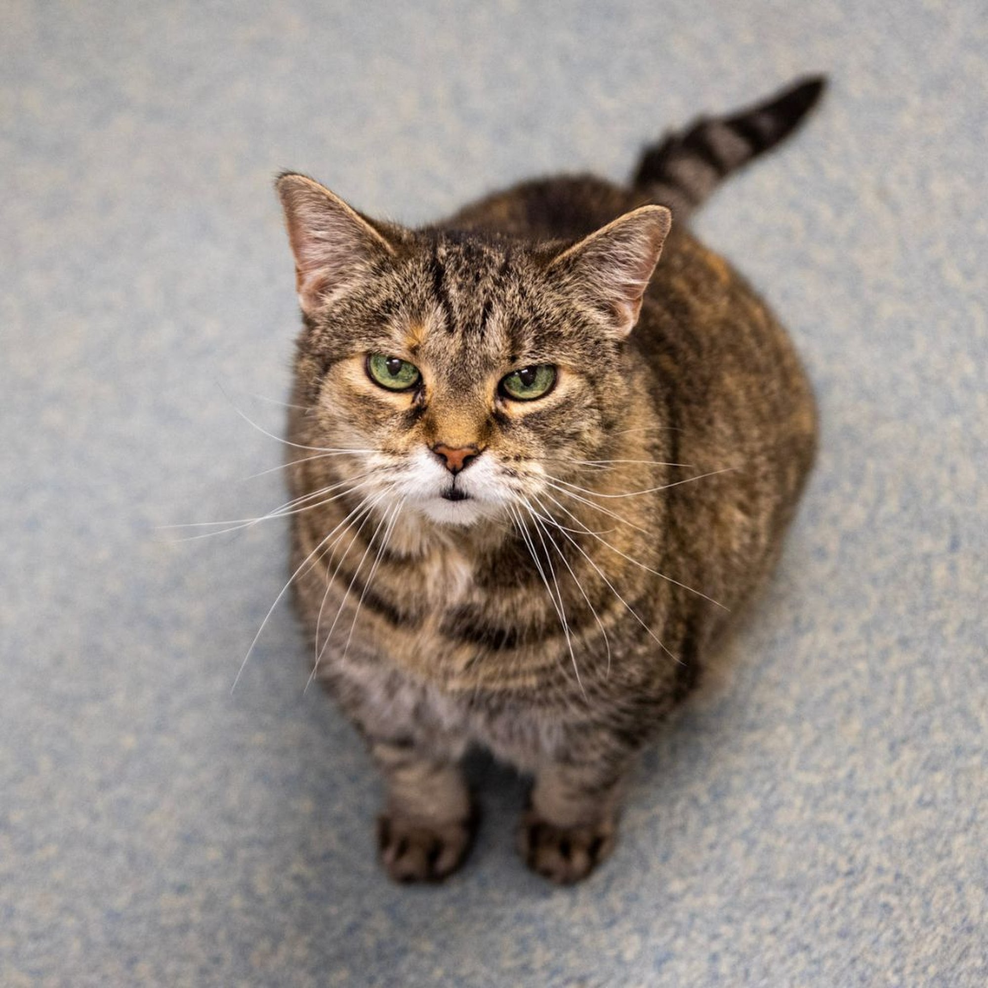 All Aboard Animal Hospital Pompano Beach