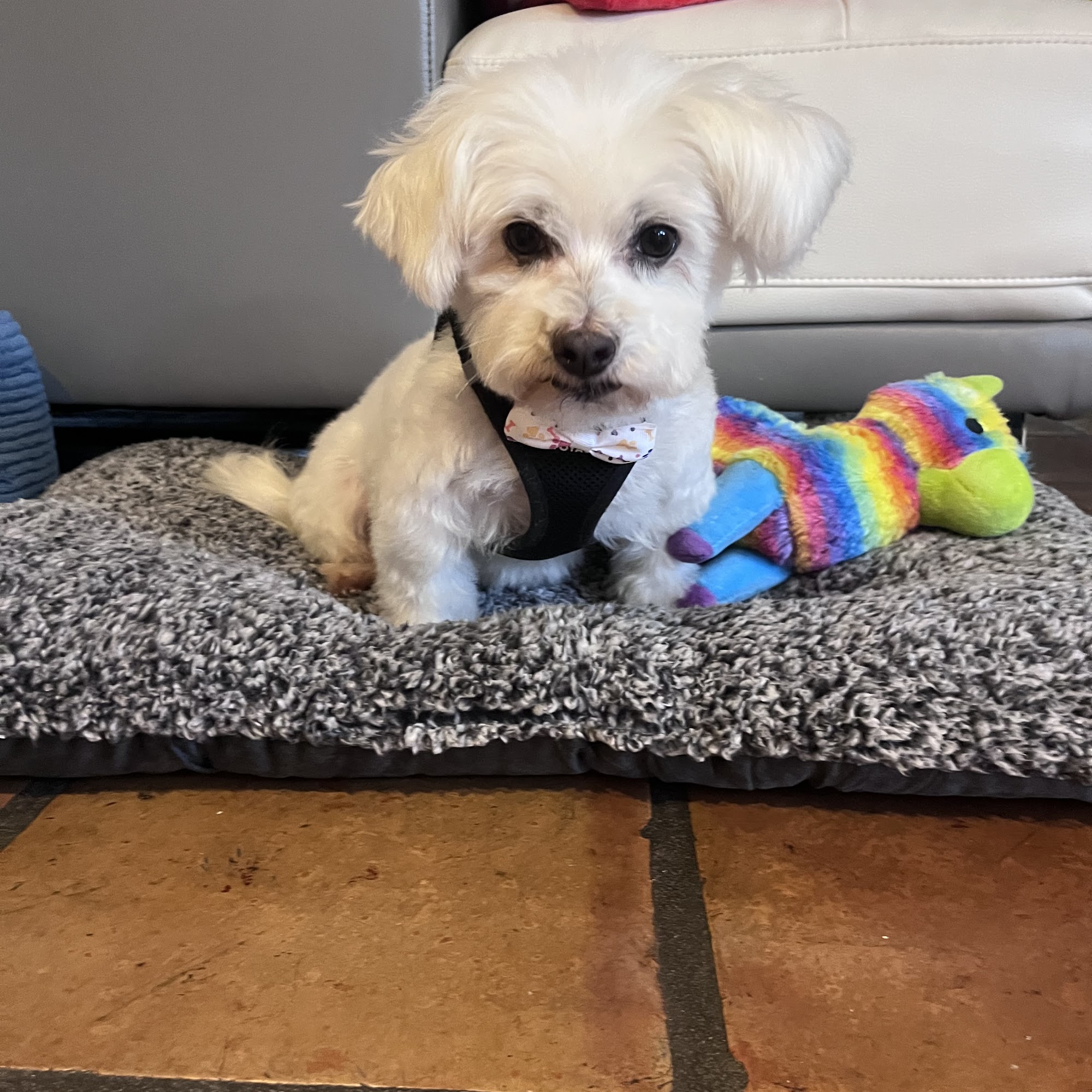 Acacia Animal Hospital Pompano Beach