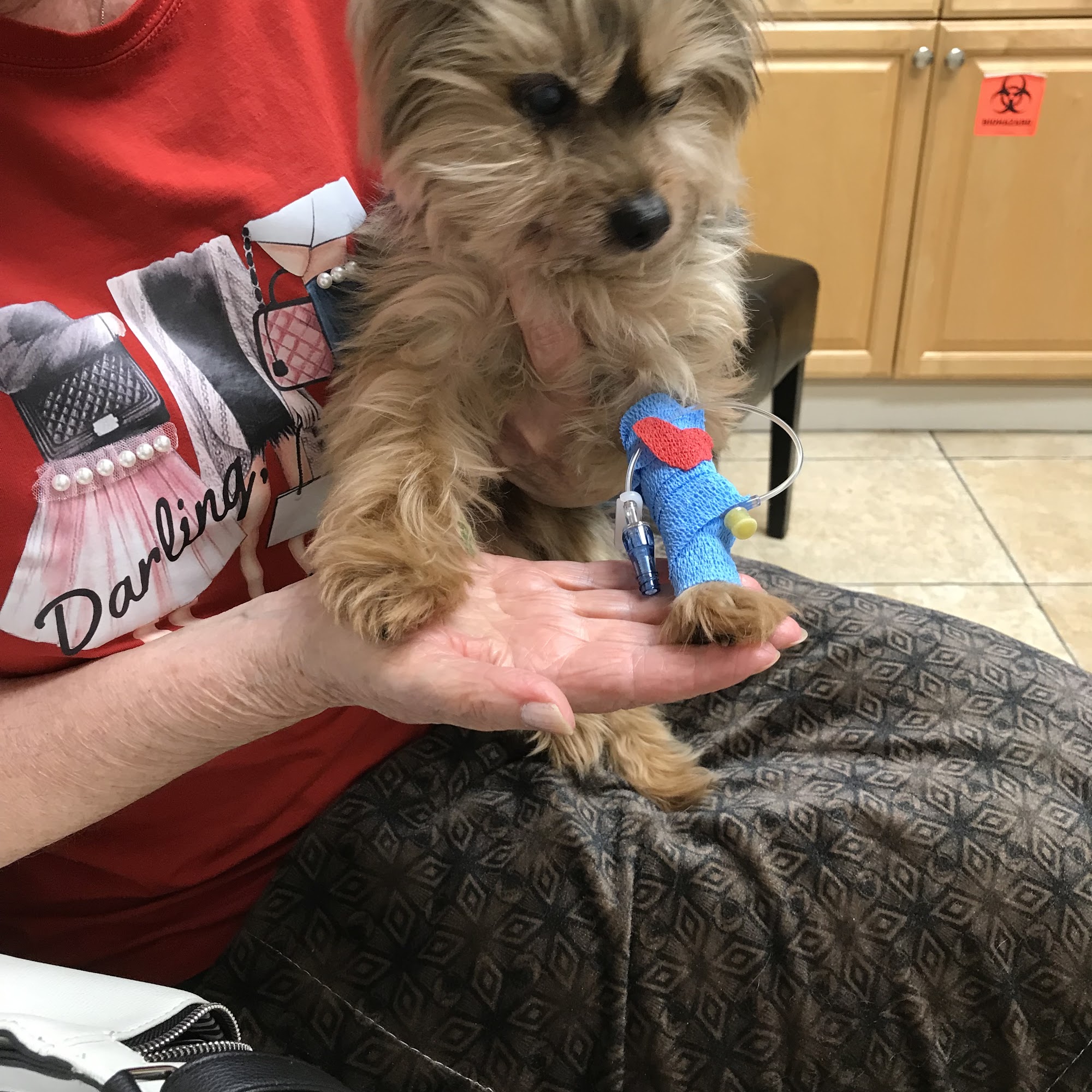 Phillips Laura C DVM Pompano Beach