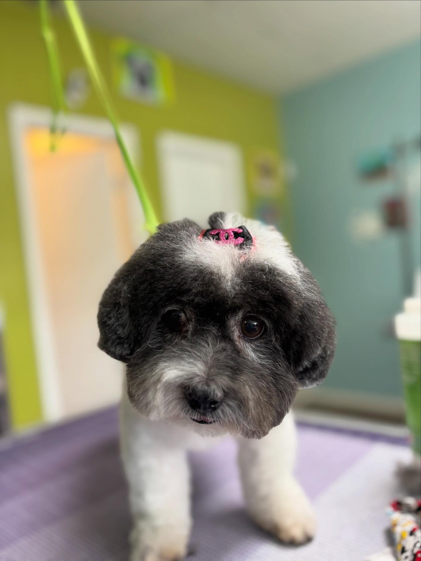 Dog City Pompano Beach