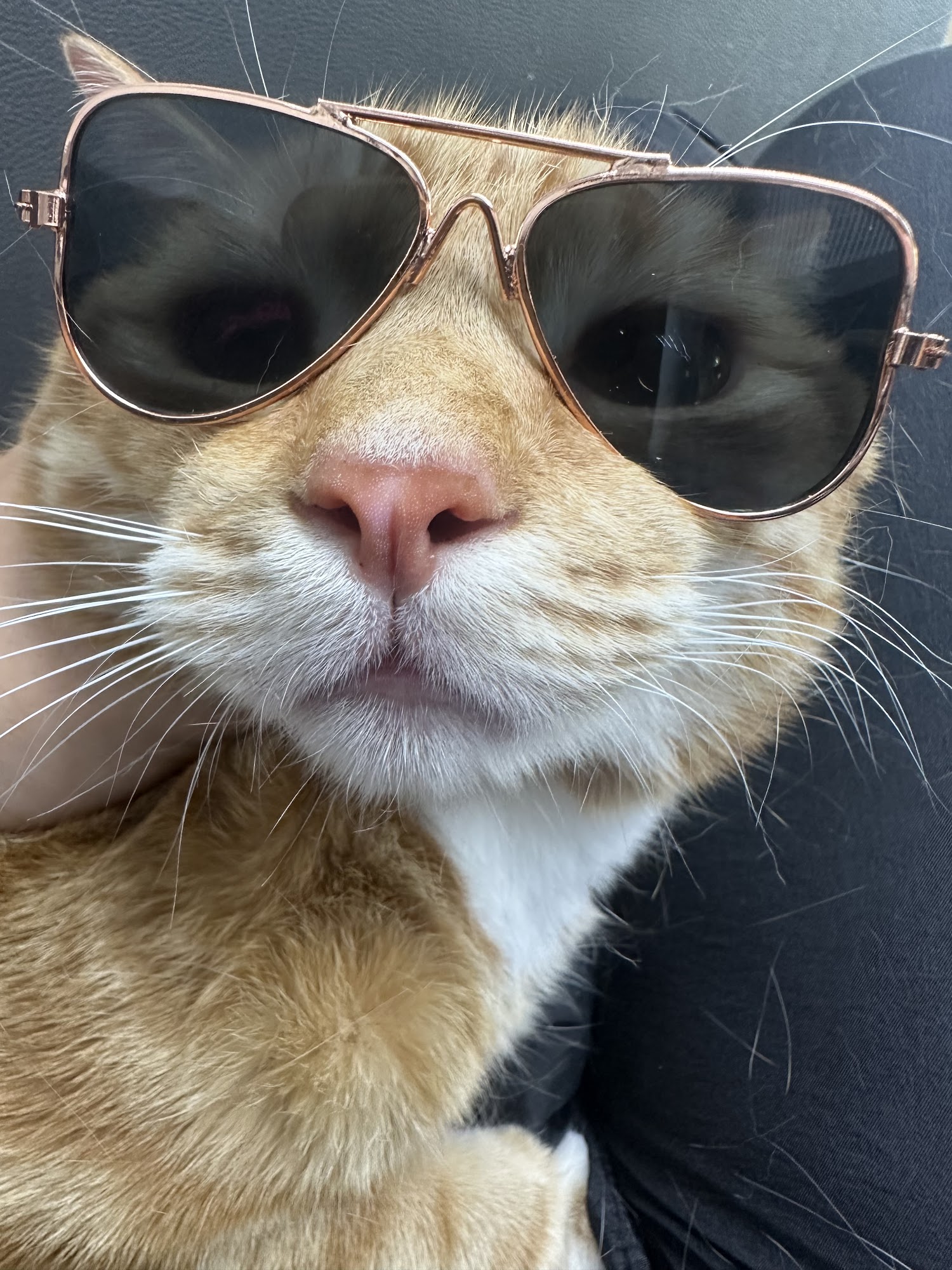 Bright N' Shine Pet Dental & Franchise Pompano Beach