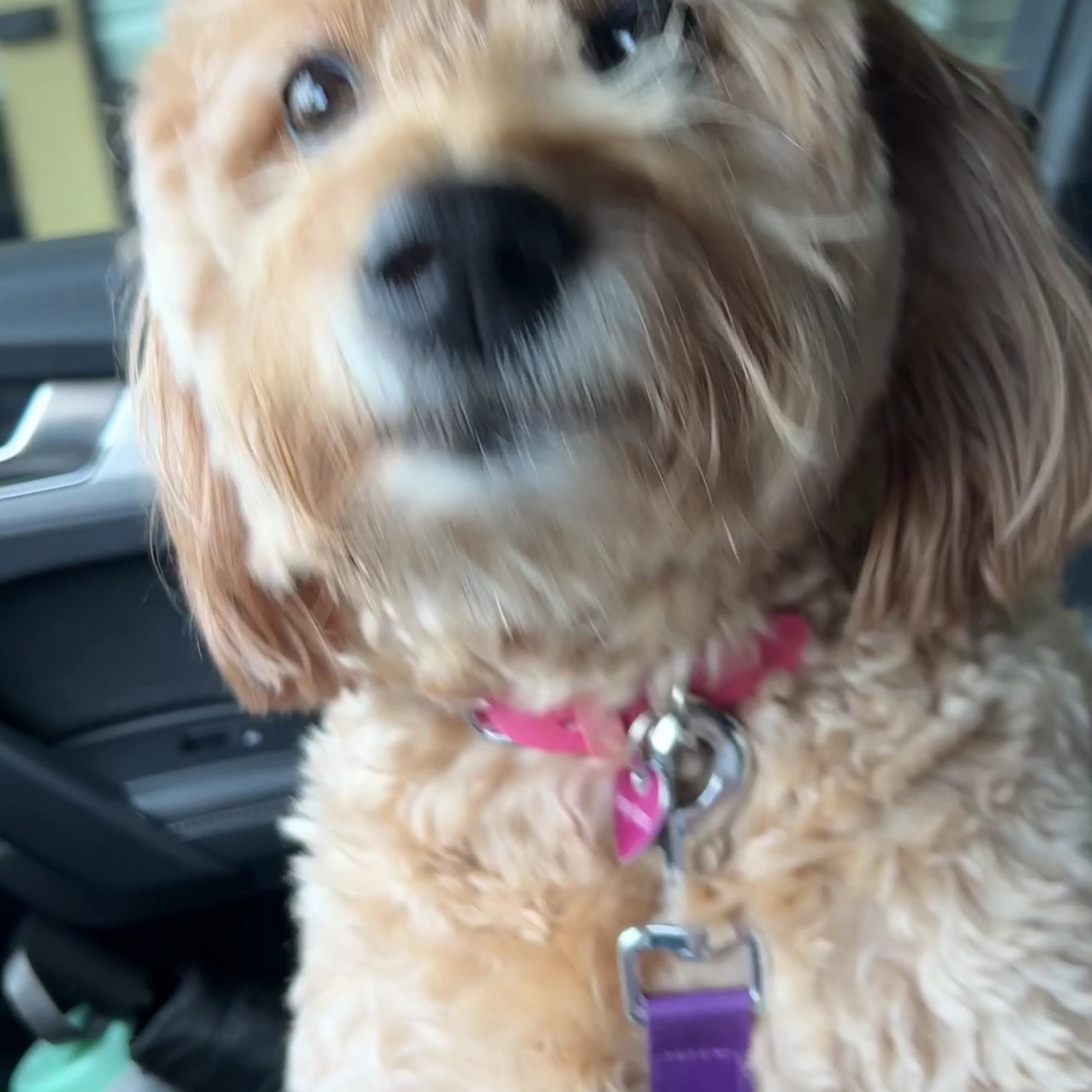 Sunny Paw Dog Grooming Pompano Beach