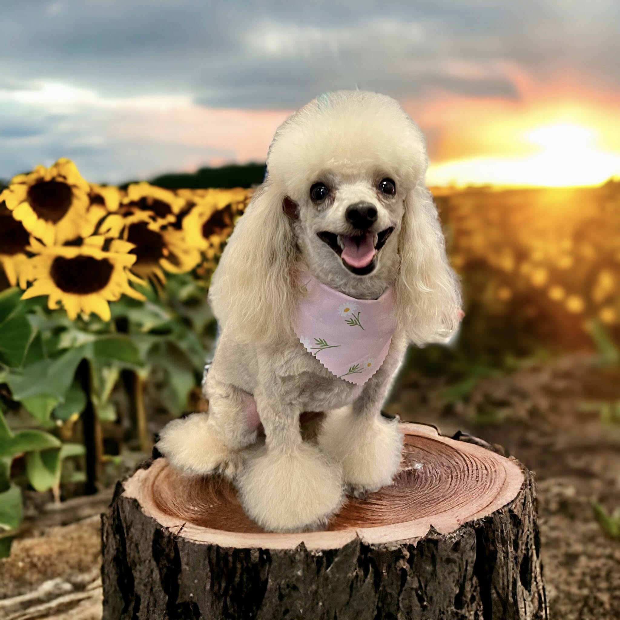 Sunny Paw Dog Grooming Pompano Beach