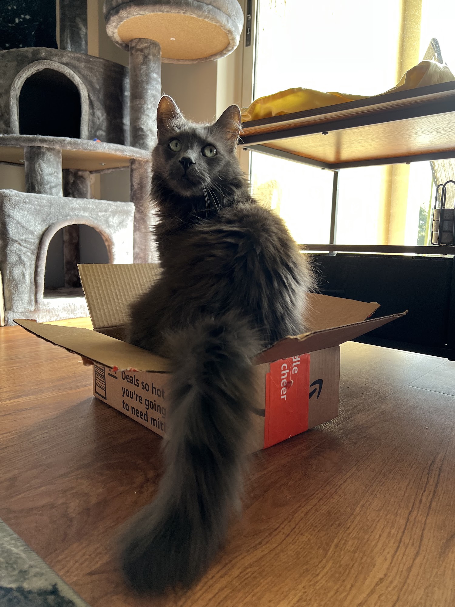 Veterinary Cardiopulmonary Care Center Pompano Beach