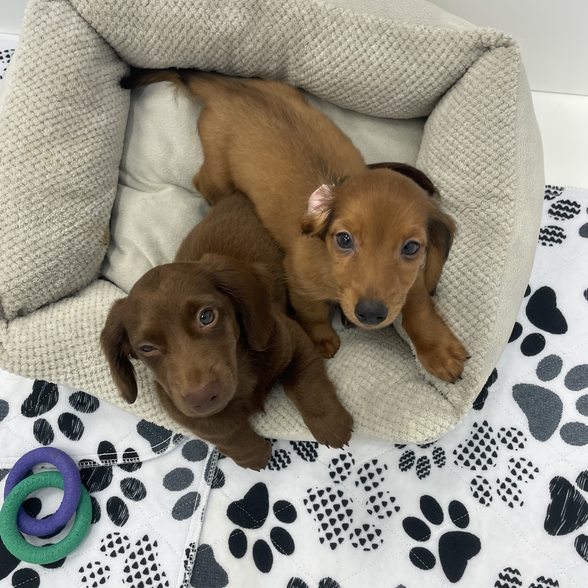 Paradise Puppies Pompano Beach