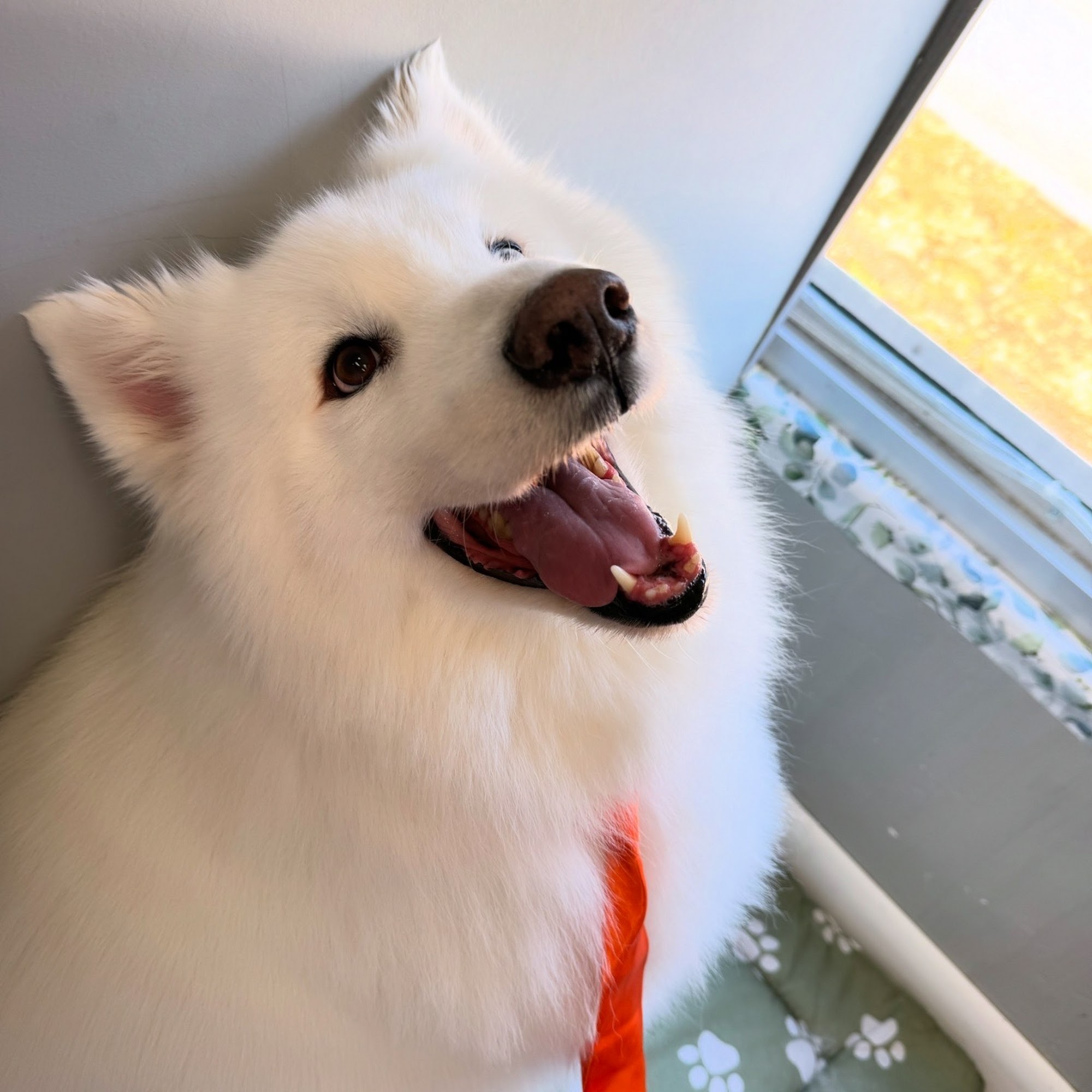 ILY Pet Grooming 1545 S Cypress Rd, Pompano Beach Florida 33060