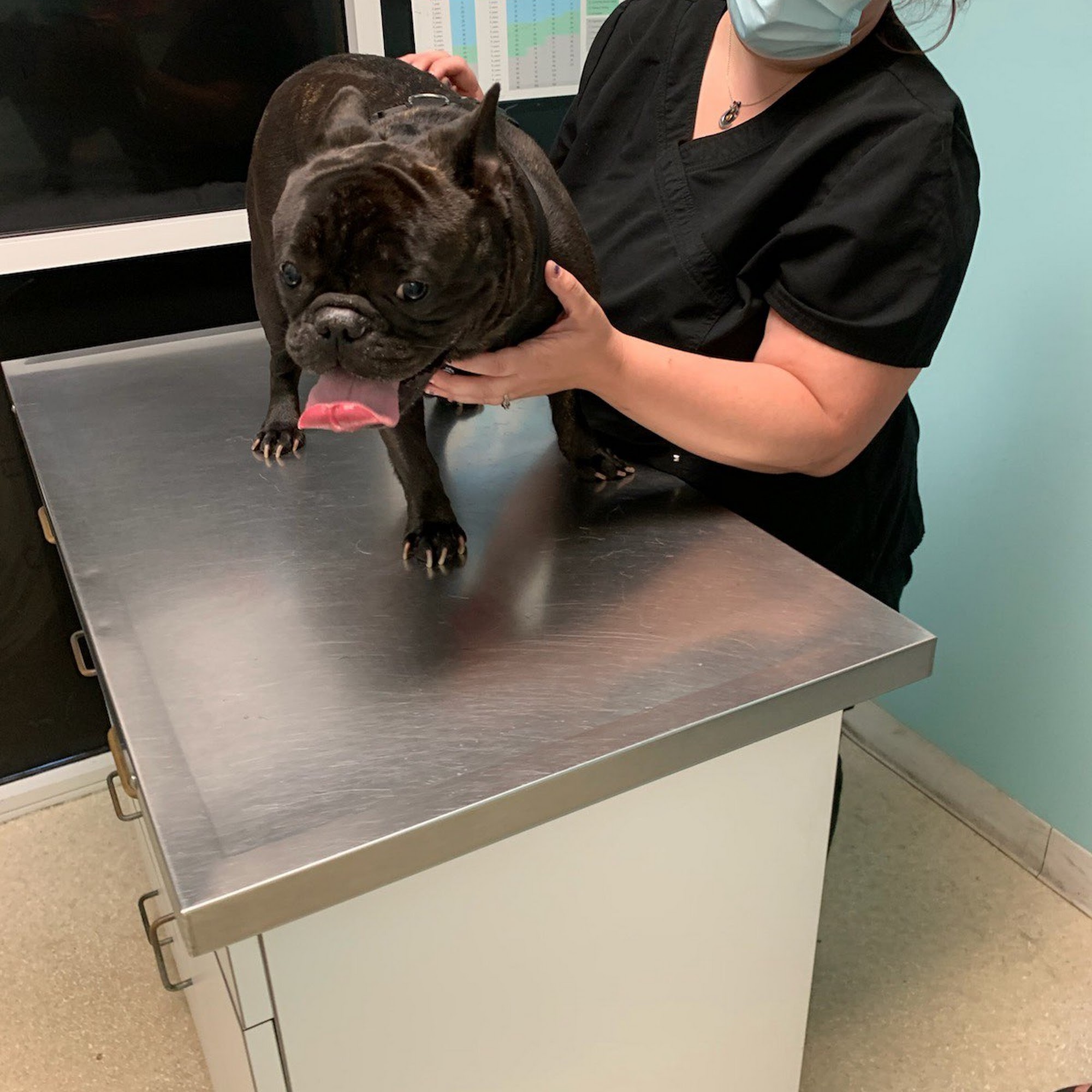 Hirsch Animal Hospital Ponte Vedra Beach