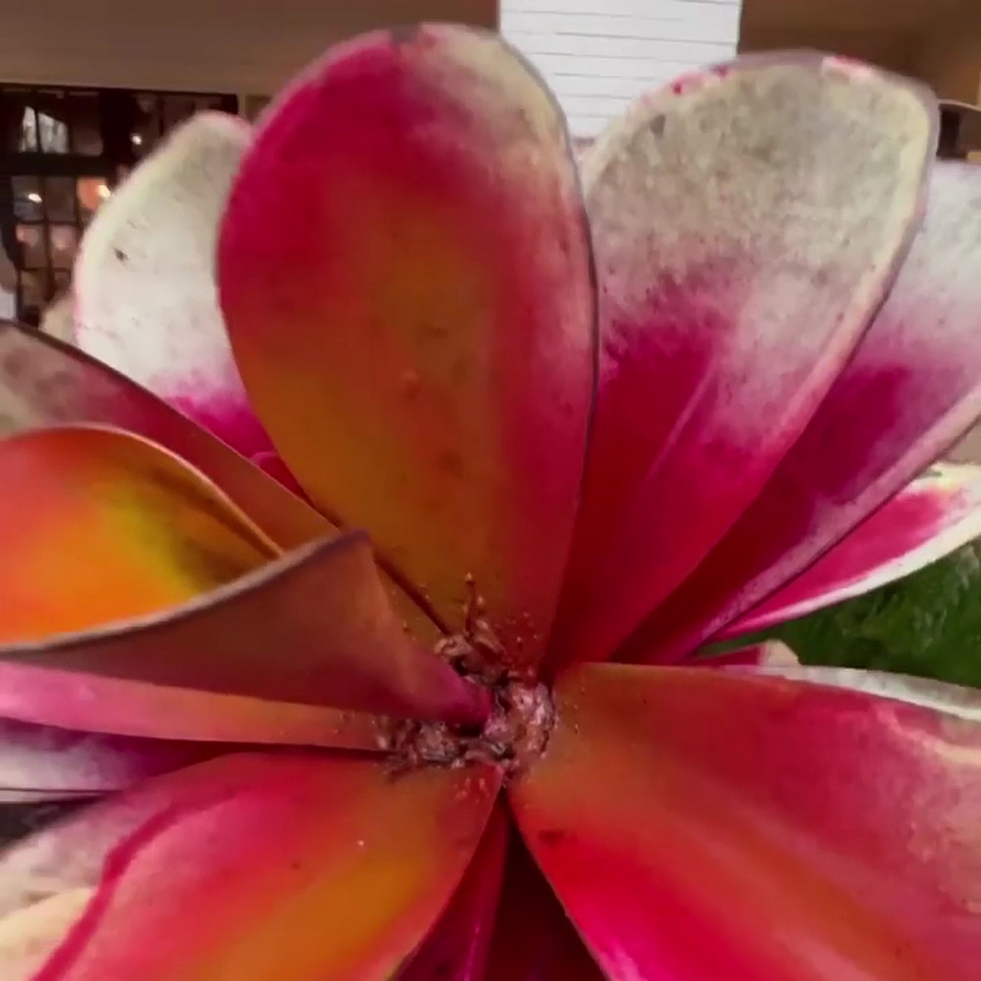 Anejo Cocina Mexicana Ponte Vedra Ponte Vedra Beach