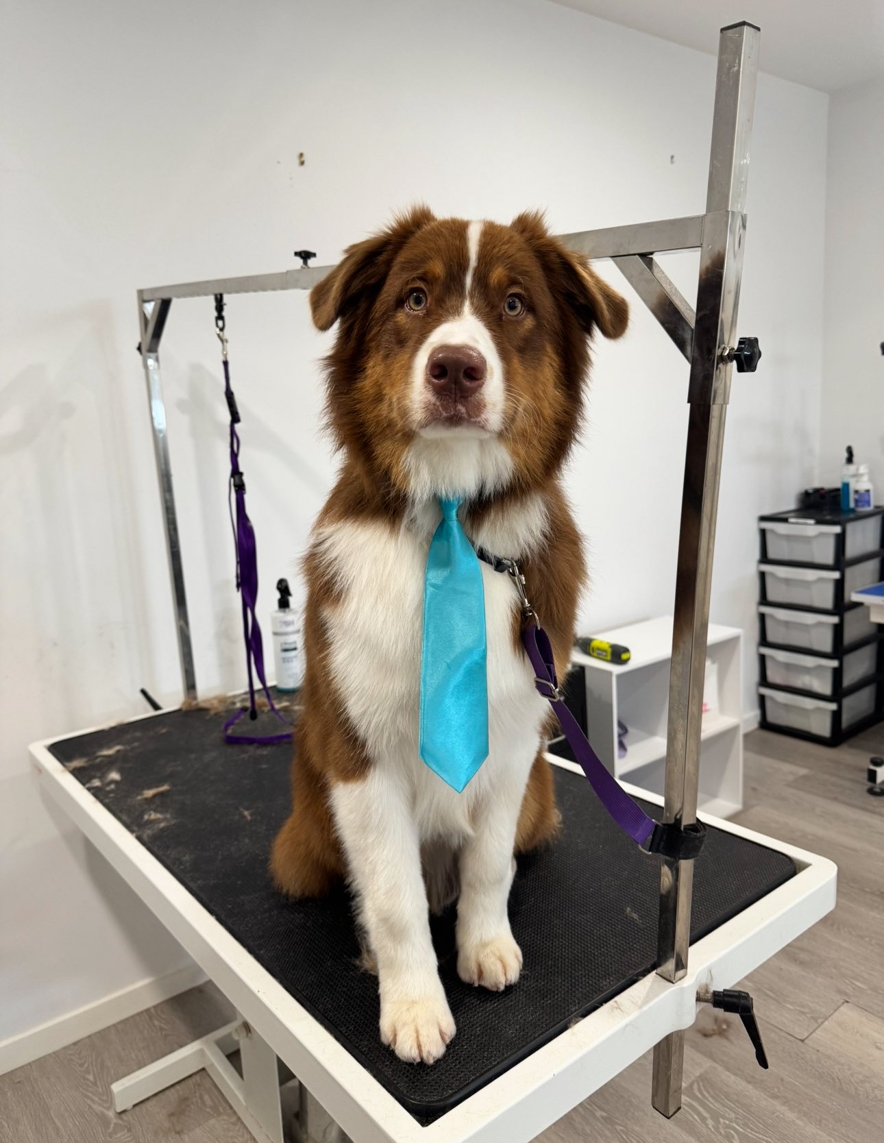 Hounds Hair Ponte Vedra Beach