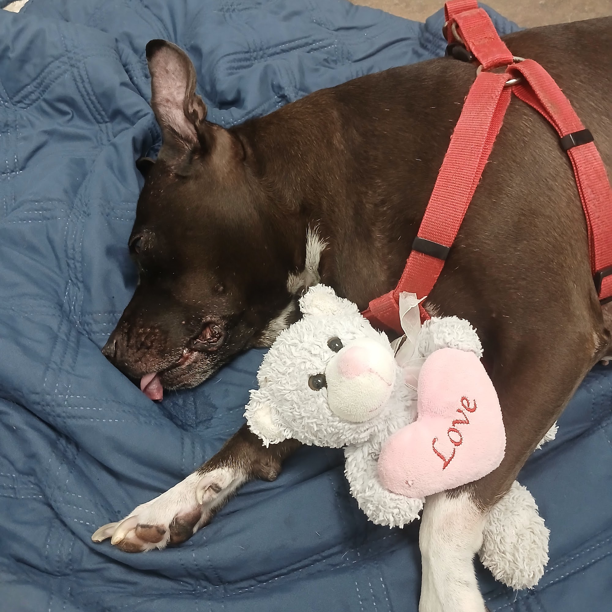 Collingswood Animal Hospital Port Charlotte