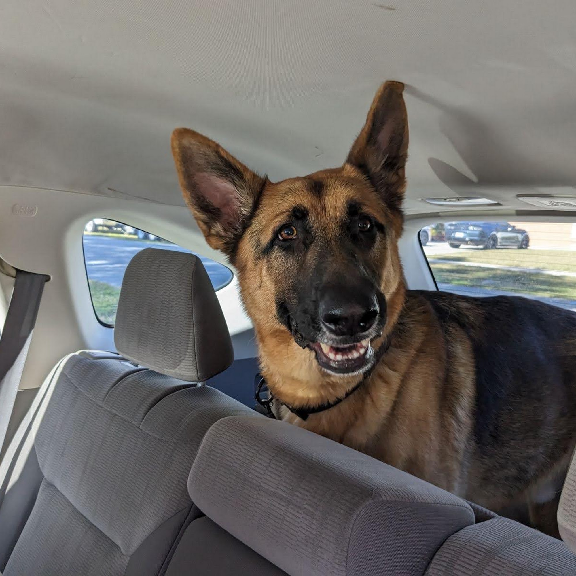 Dogwood Animal Clinic Port Charlotte