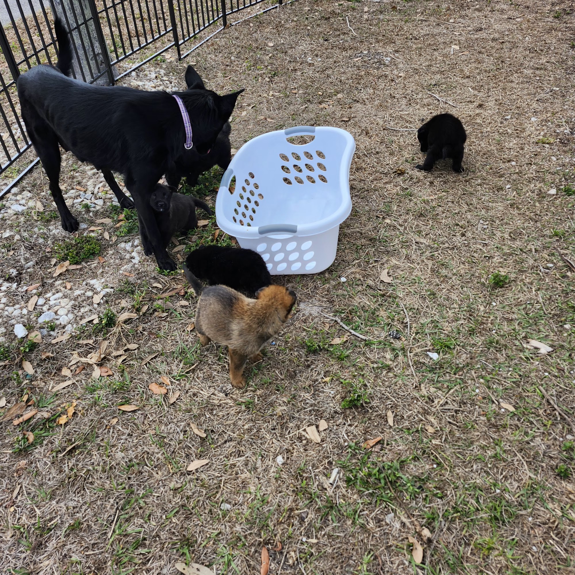 Animal Welfare League of Charlotte County Port Charlotte