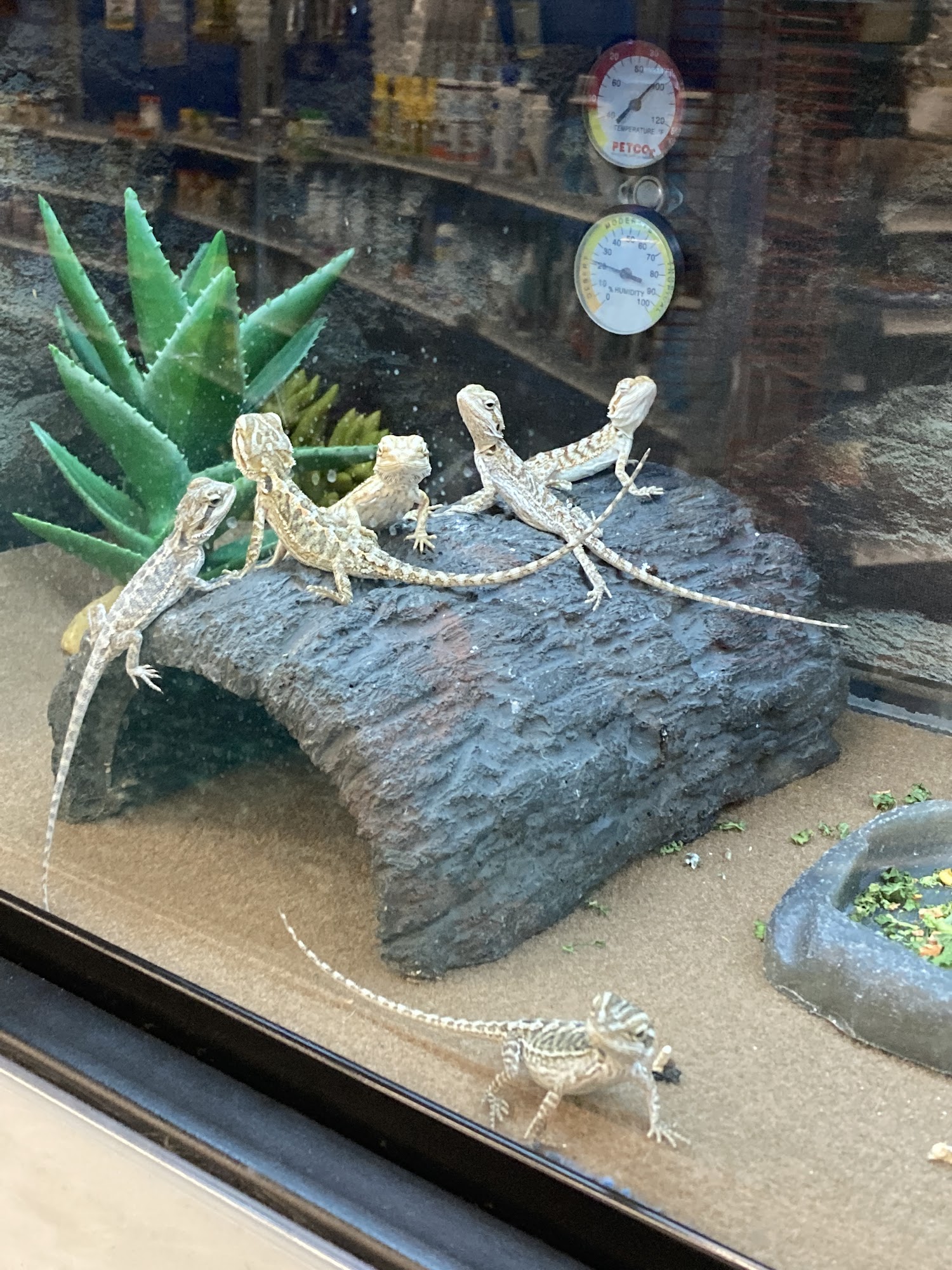 Petco Port Charlotte