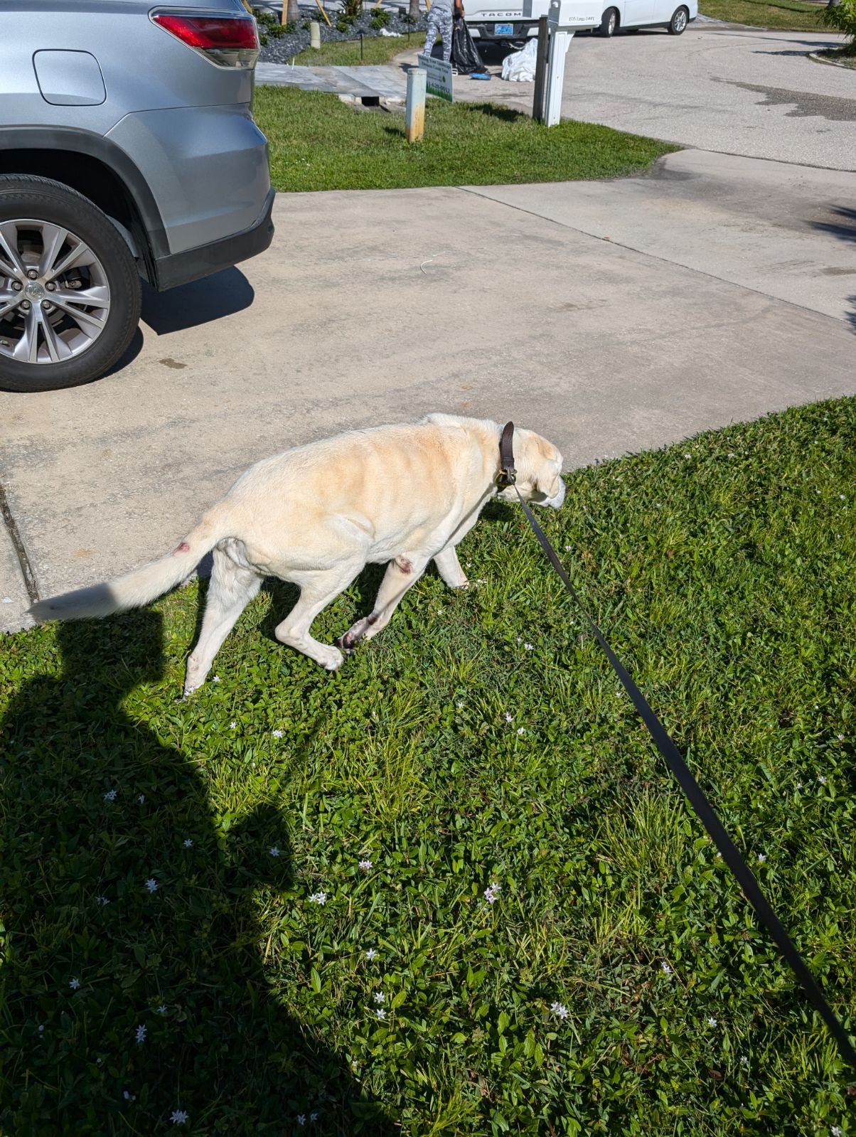 Wag Watchers Pet Sitting Services Port Charlotte