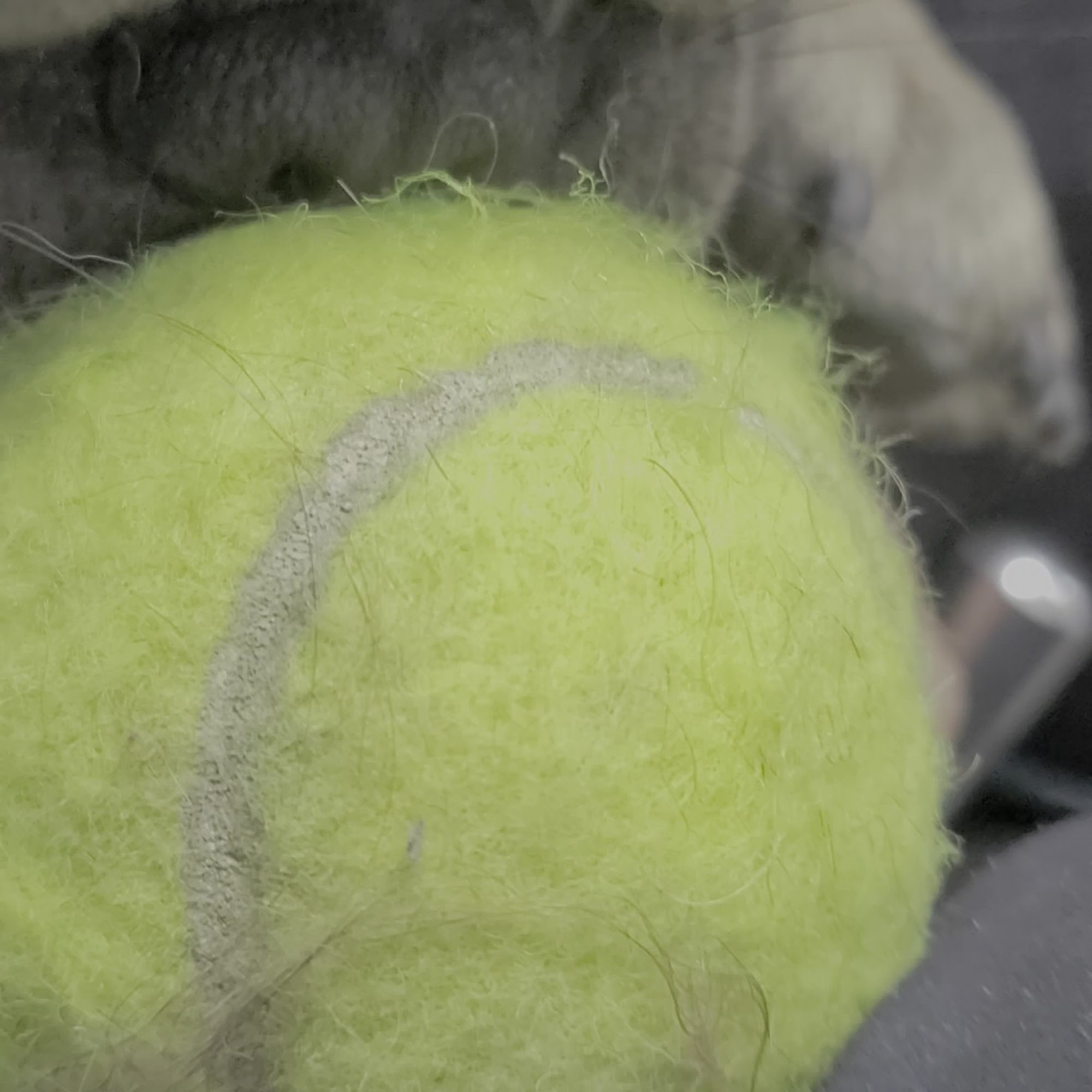 Yes4Paws LLC Professional Pet Grooming Port Charlotte