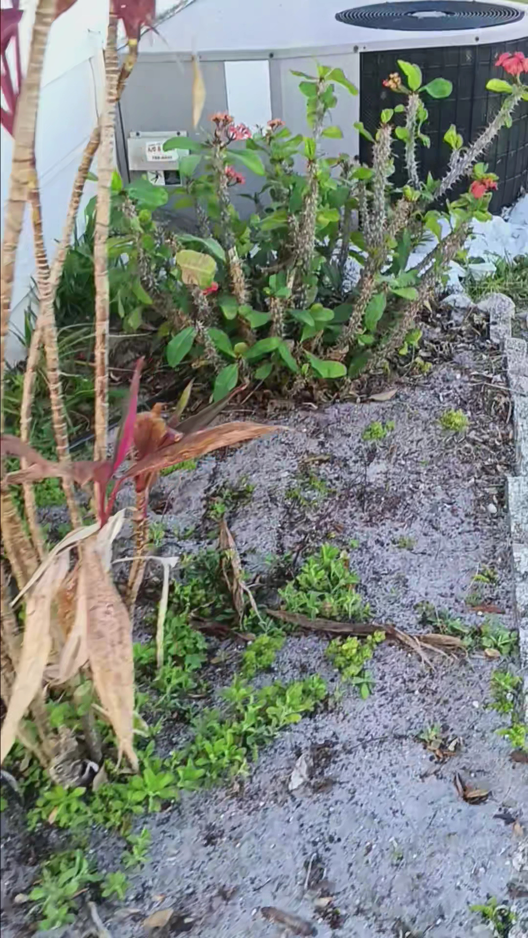 James Brogno Auto Detailing Port Orange